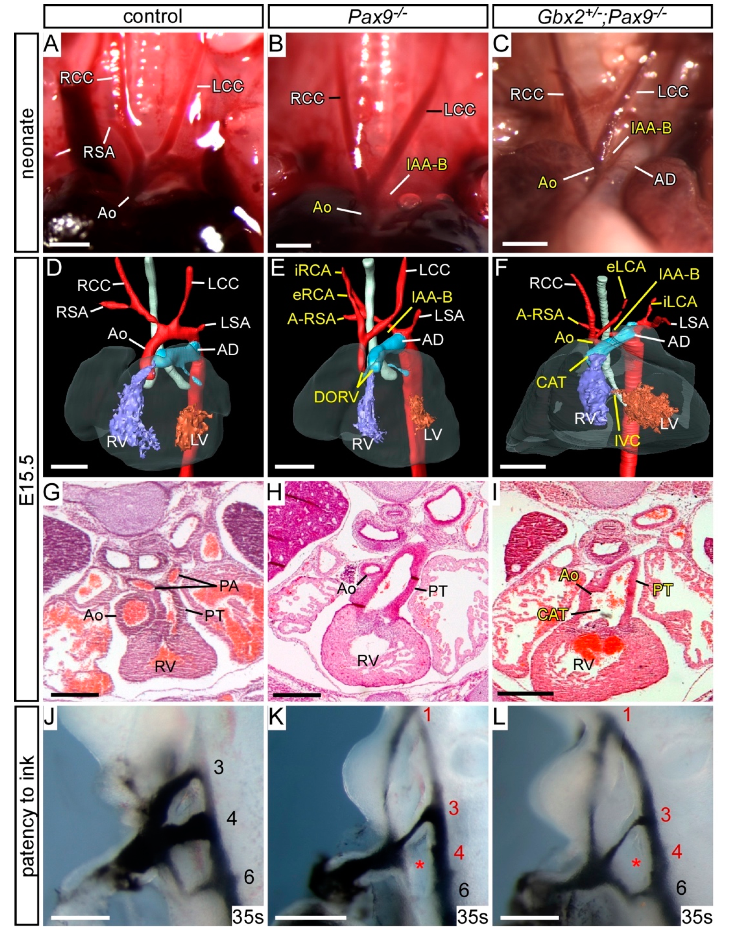 Jcdd 07 00020 g005 Jcdd 07 00020 g005