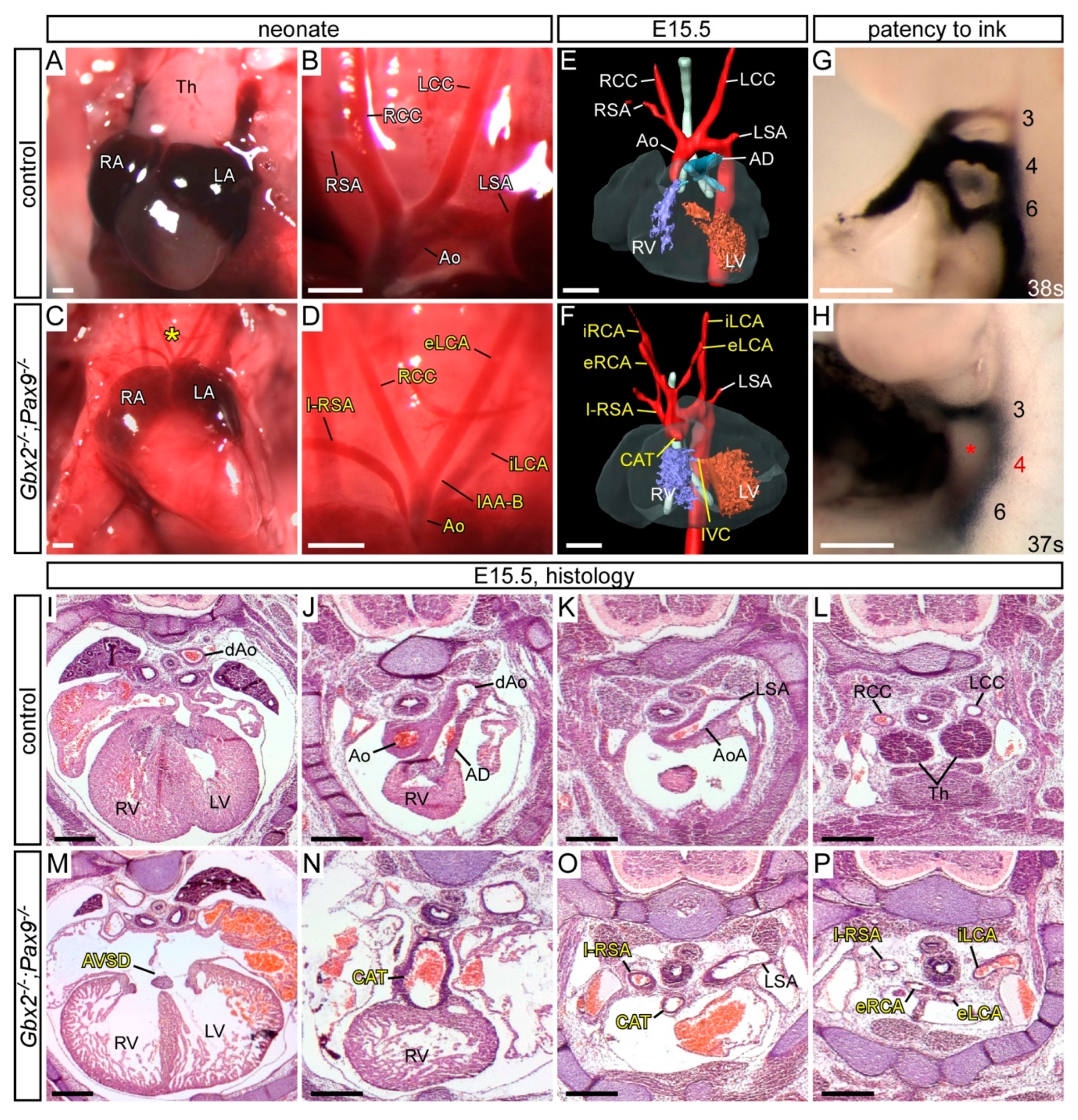 Jcdd 07 00020 g006 Jcdd 07 00020 g006