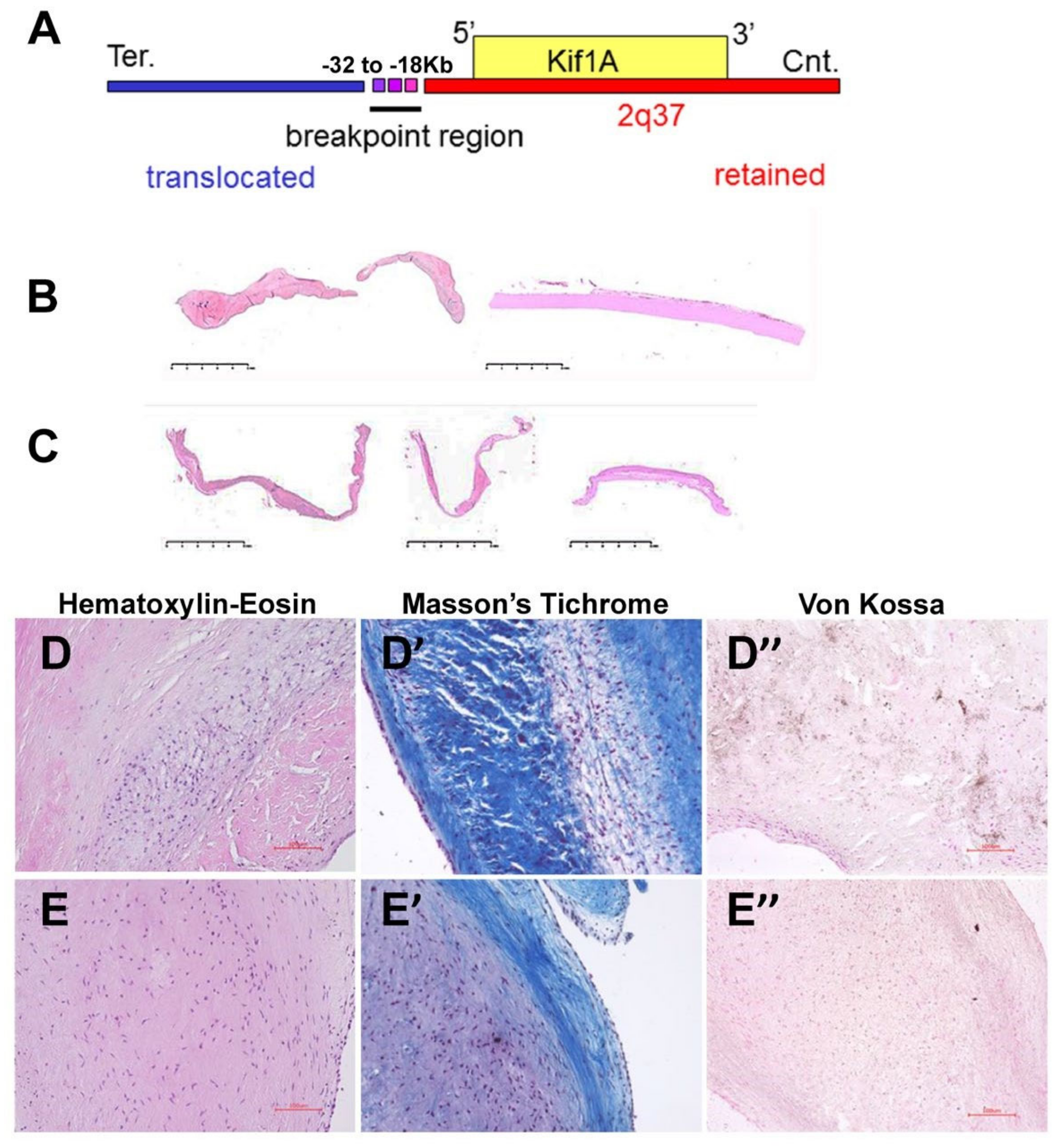 Jcdd 07 00022 g001 Jcdd 07 00022 g001