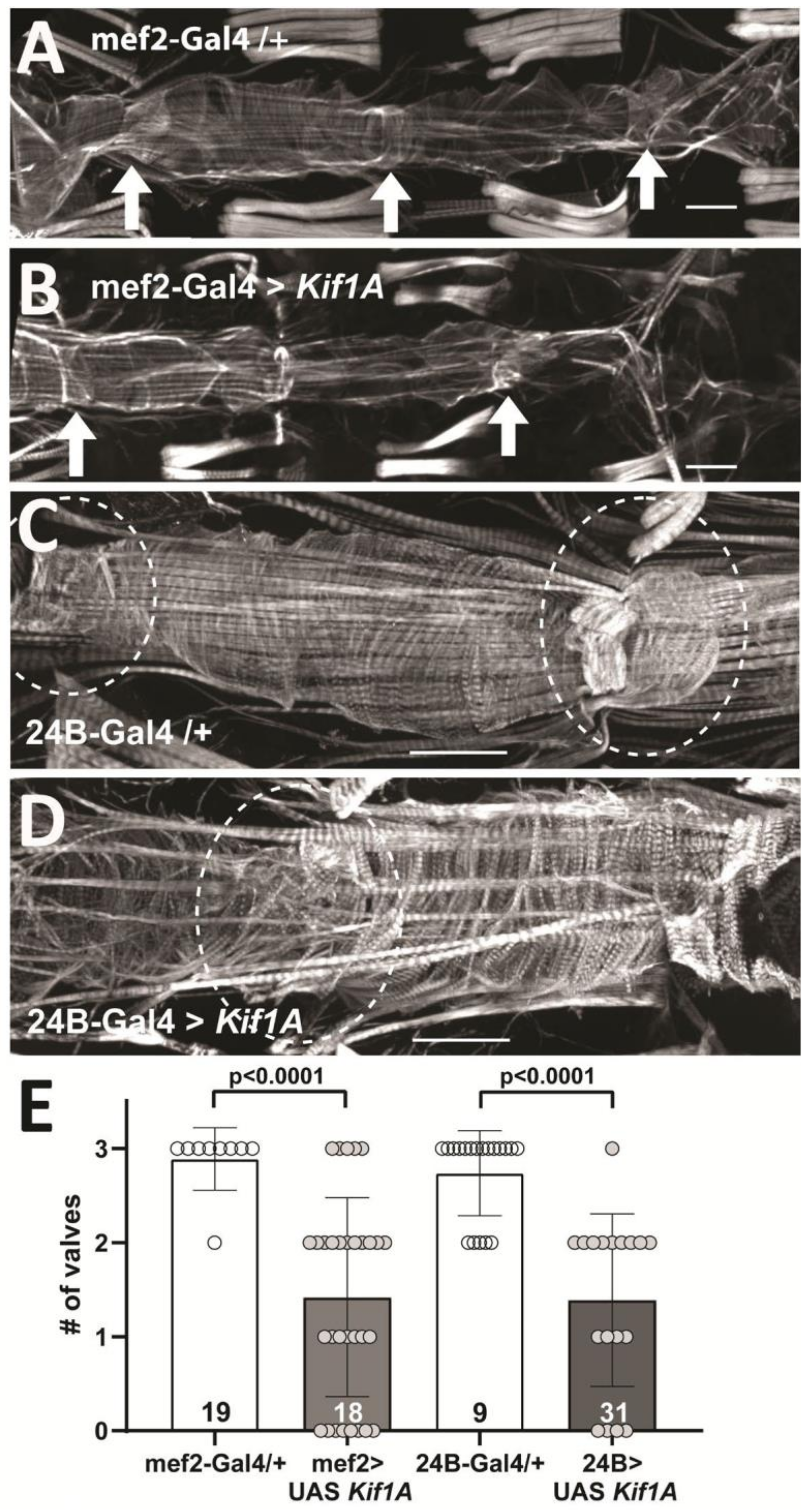 Jcdd 07 00022 g003 Jcdd 07 00022 g003