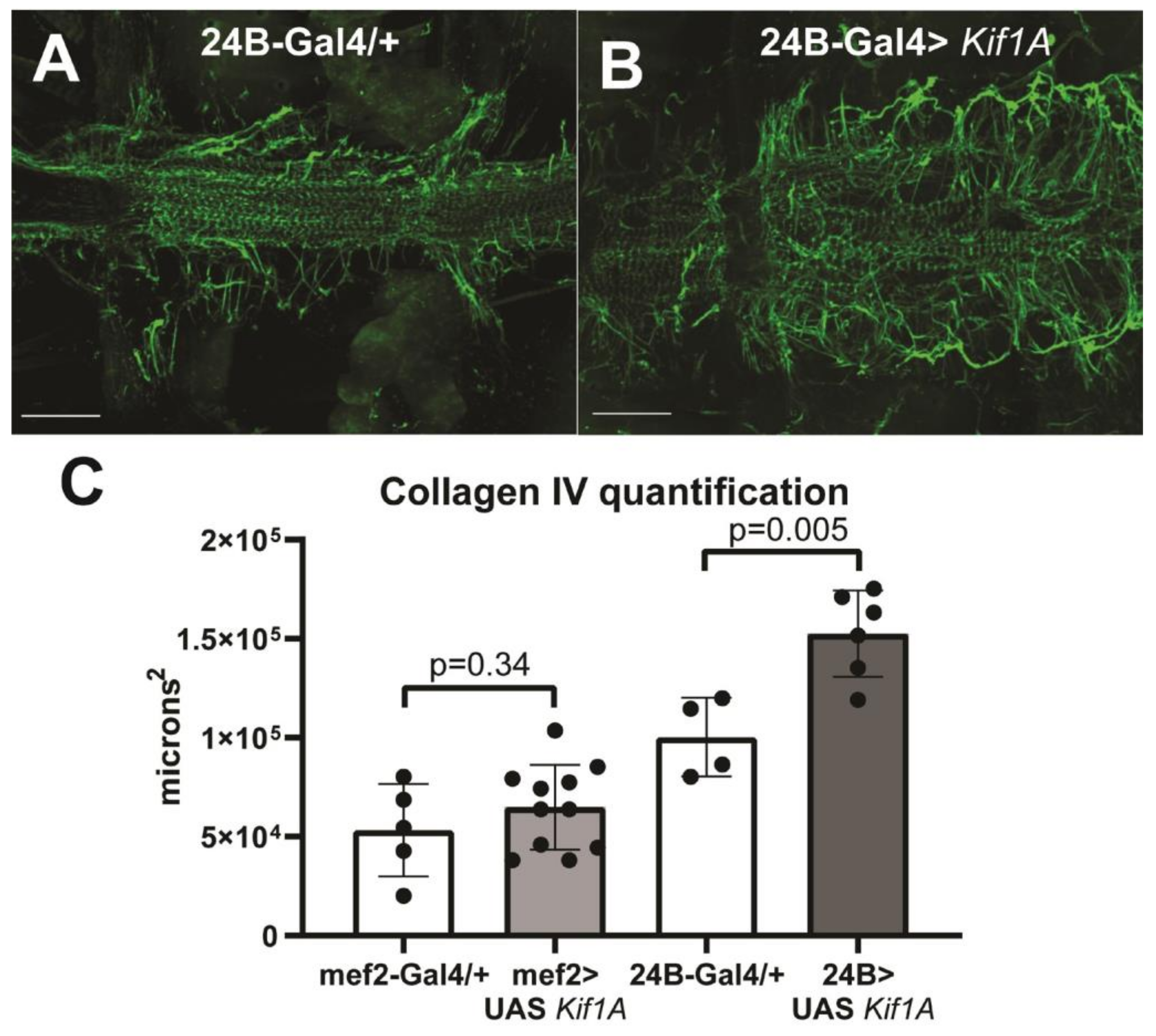 Jcdd 07 00022 g004 Jcdd 07 00022 g004