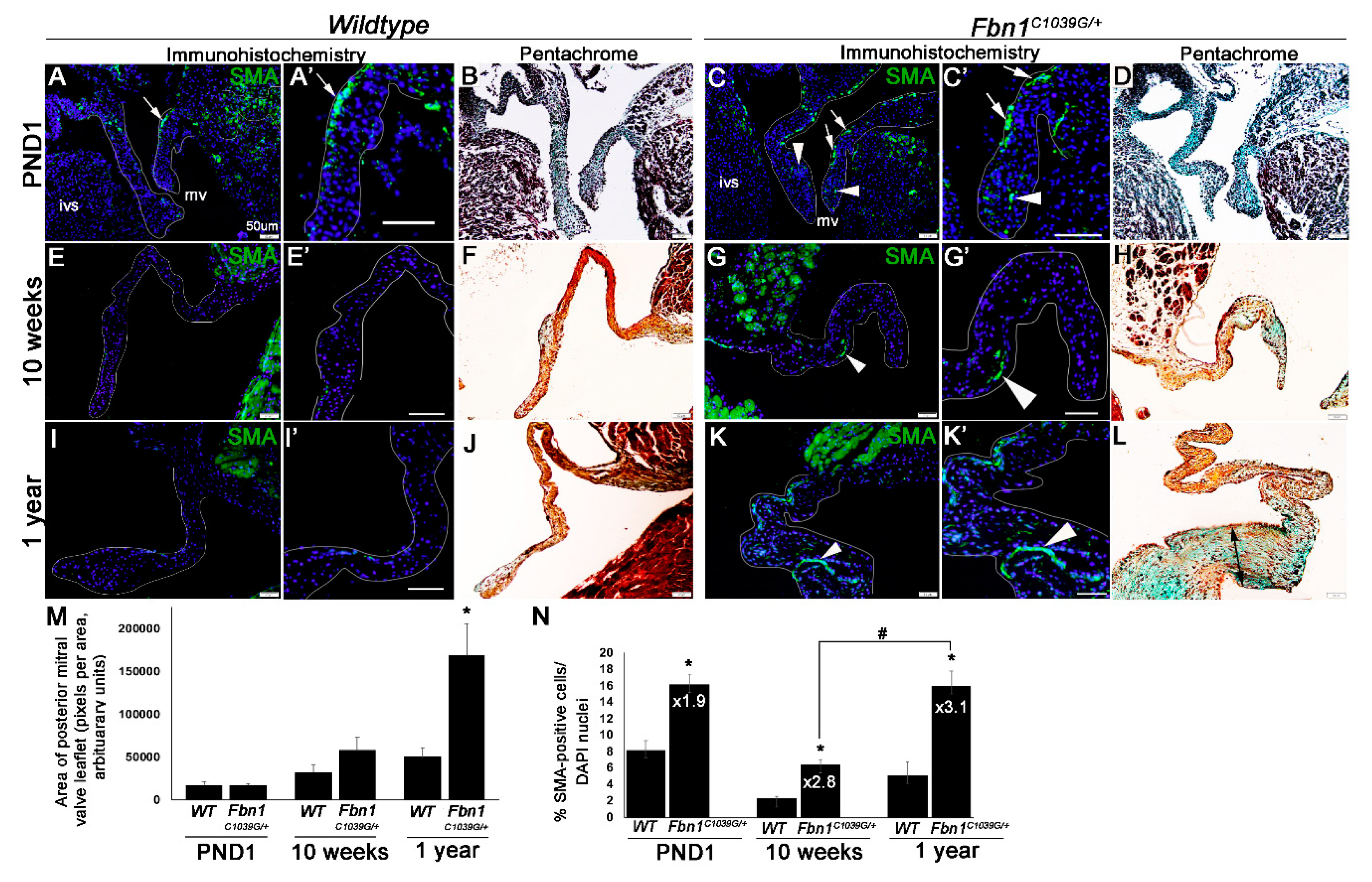 Jcdd 07 00032 g001 Jcdd 07 00032 g001