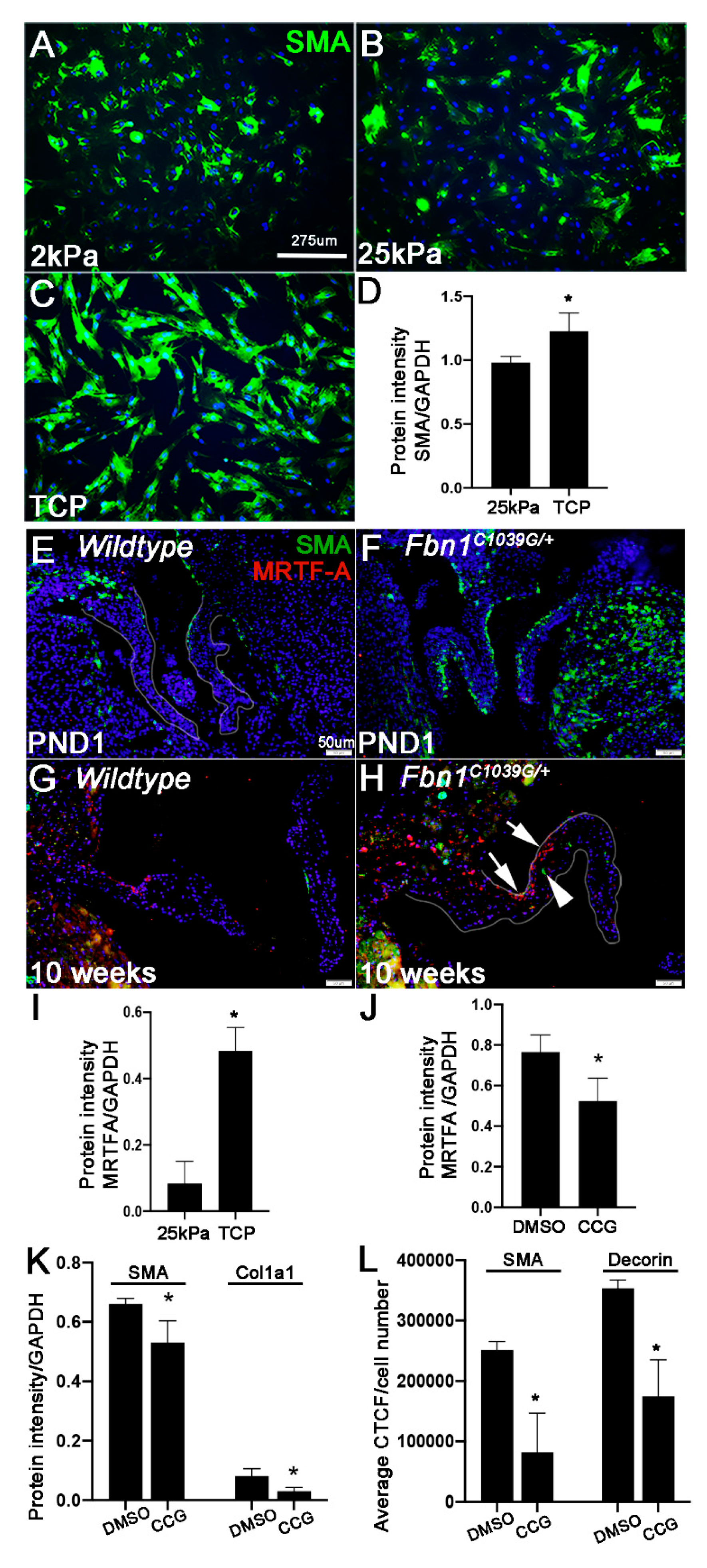 Jcdd 07 00032 g005 Jcdd 07 00032 g005