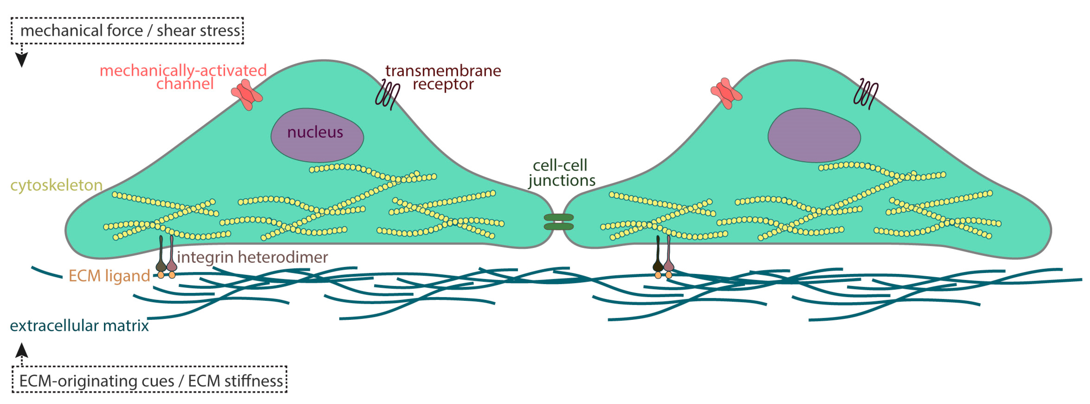 In Full Force. Mechanotransduction and ... Biology Diagrams
