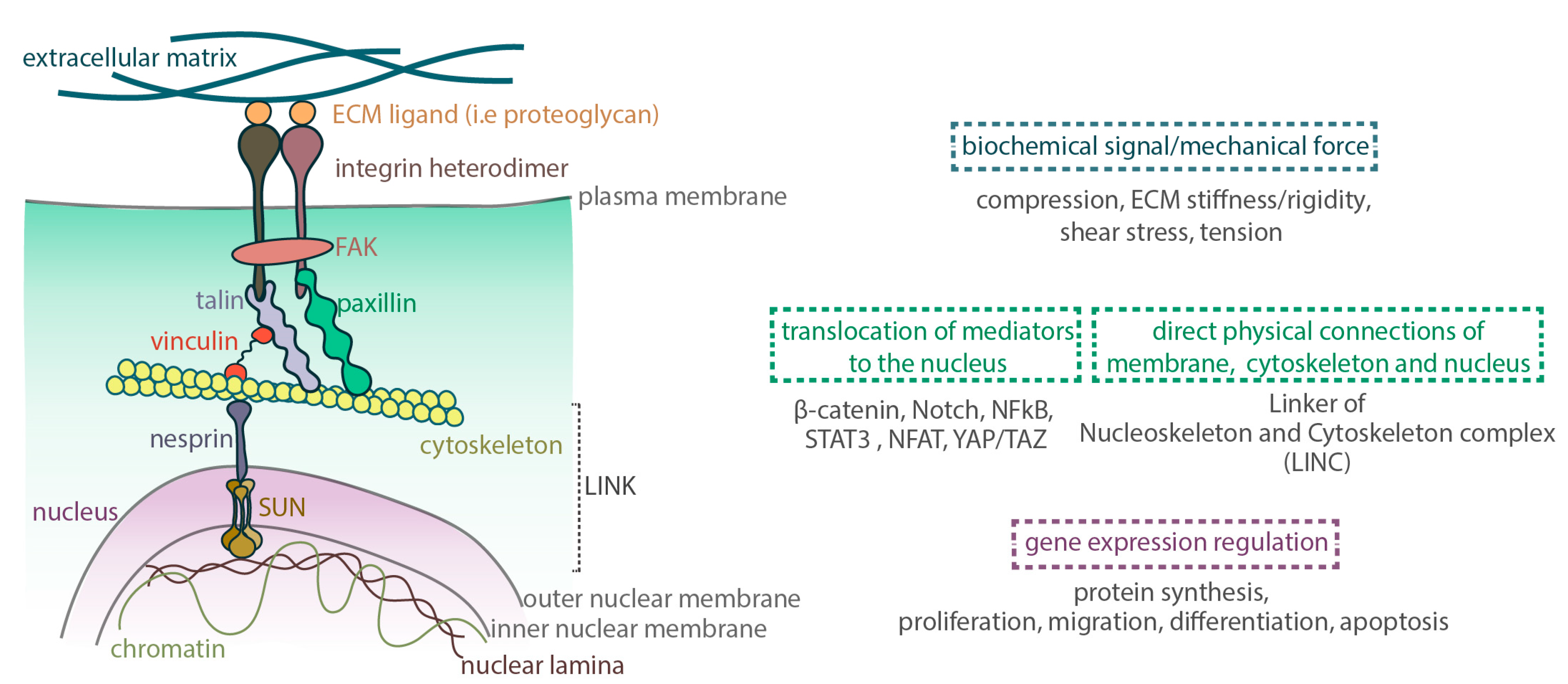 In Full Force. Mechanotransduction and ... Biology Diagrams
