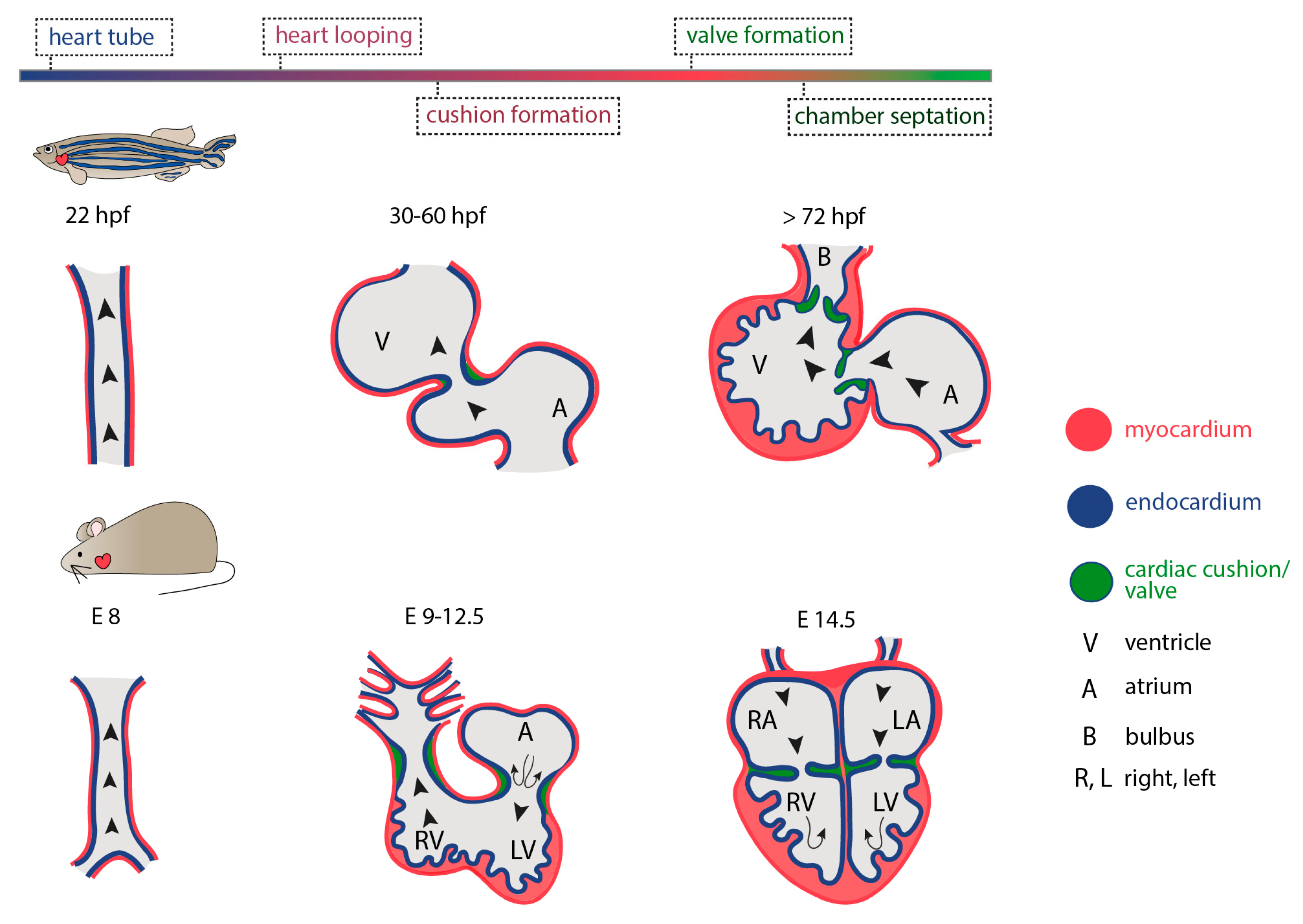 Jcdd 07 00040 g004 Jcdd 07 00040 g004