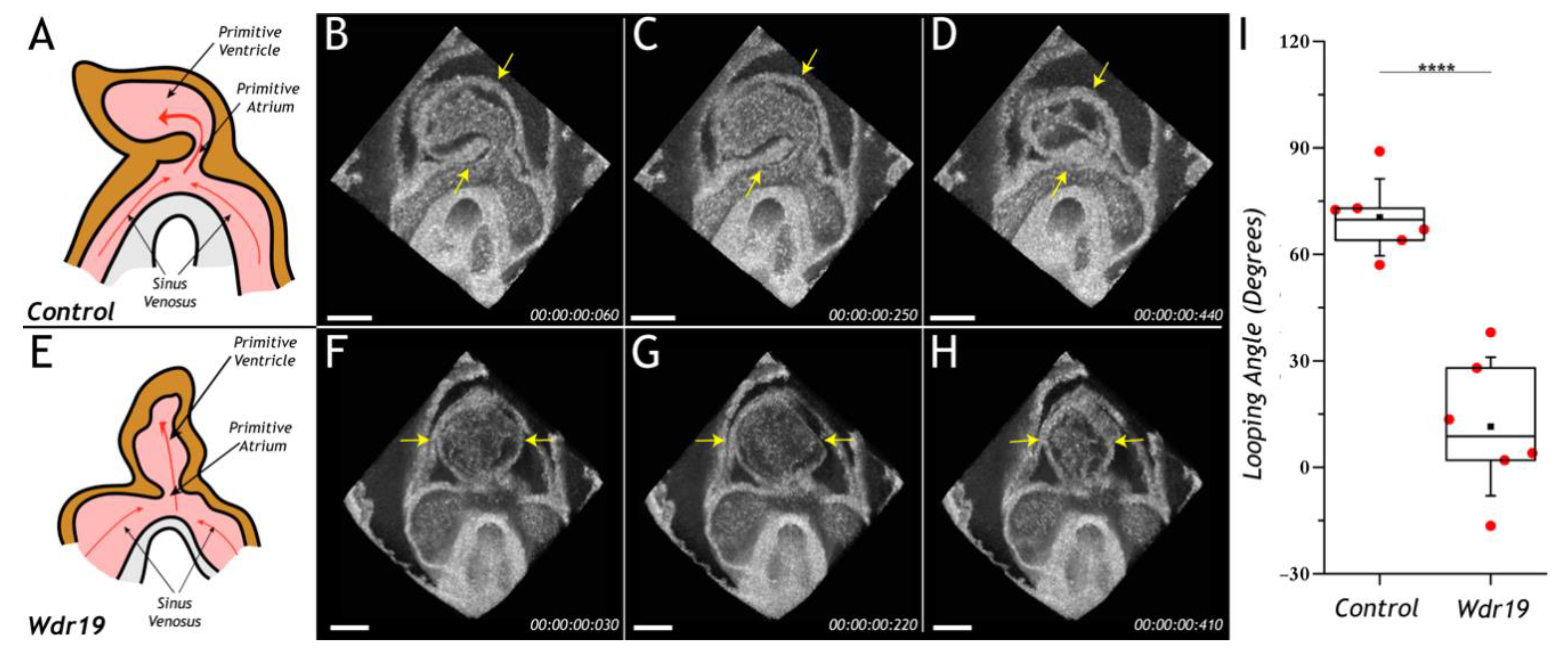 Jcdd 07 00042 g005 Jcdd 07 00042 g005
