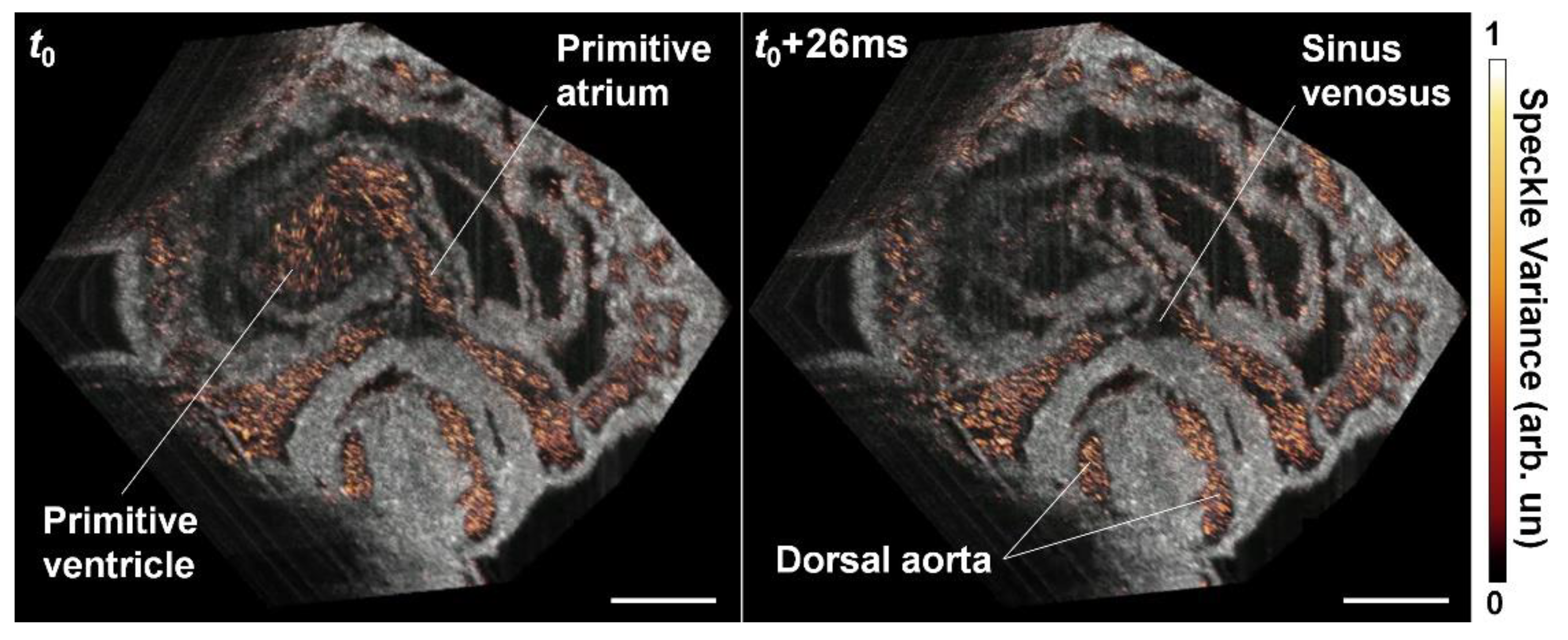 Jcdd 07 00042 g009 Jcdd 07 00042 g009