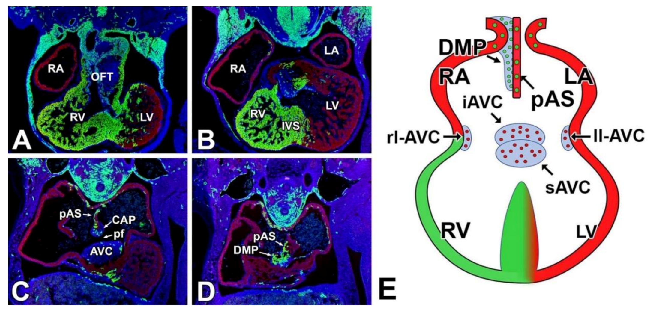 Jcdd 07 00050 g001 Jcdd 07 00050 g001