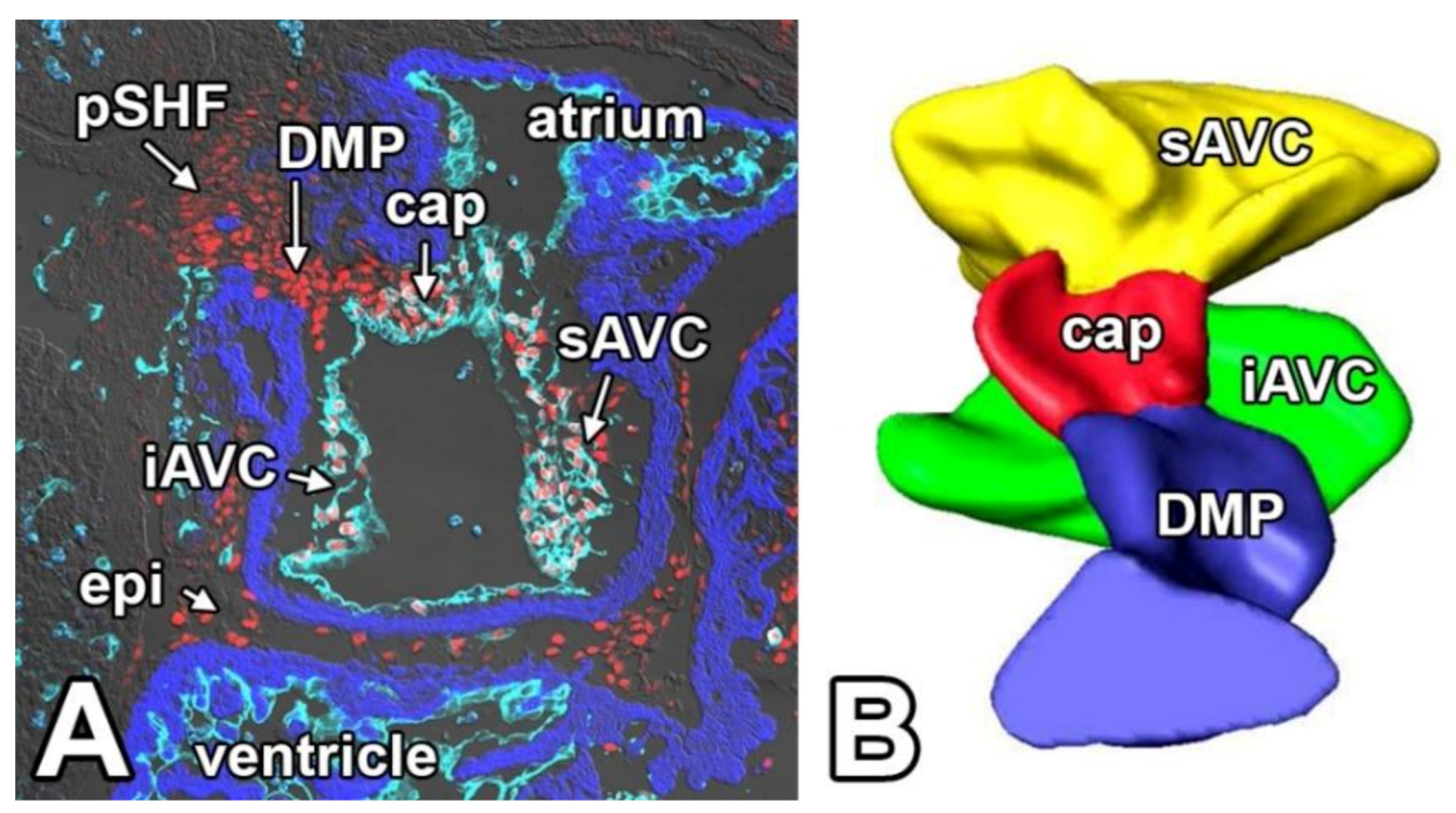 Jcdd 07 00050 g003 Jcdd 07 00050 g003