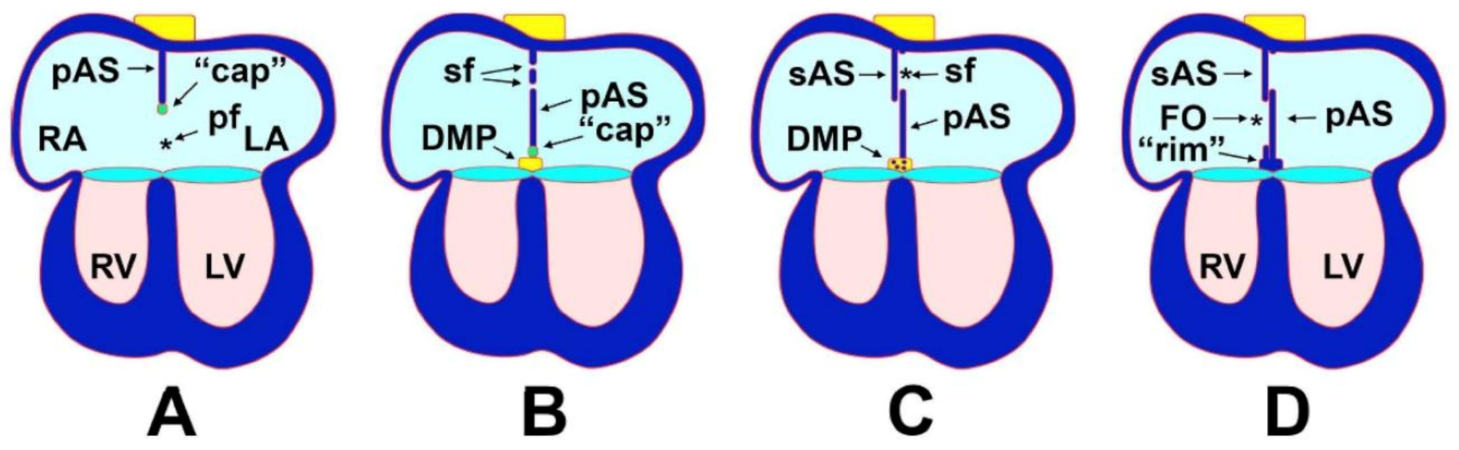 Jcdd 07 00050 g005 Jcdd 07 00050 g005