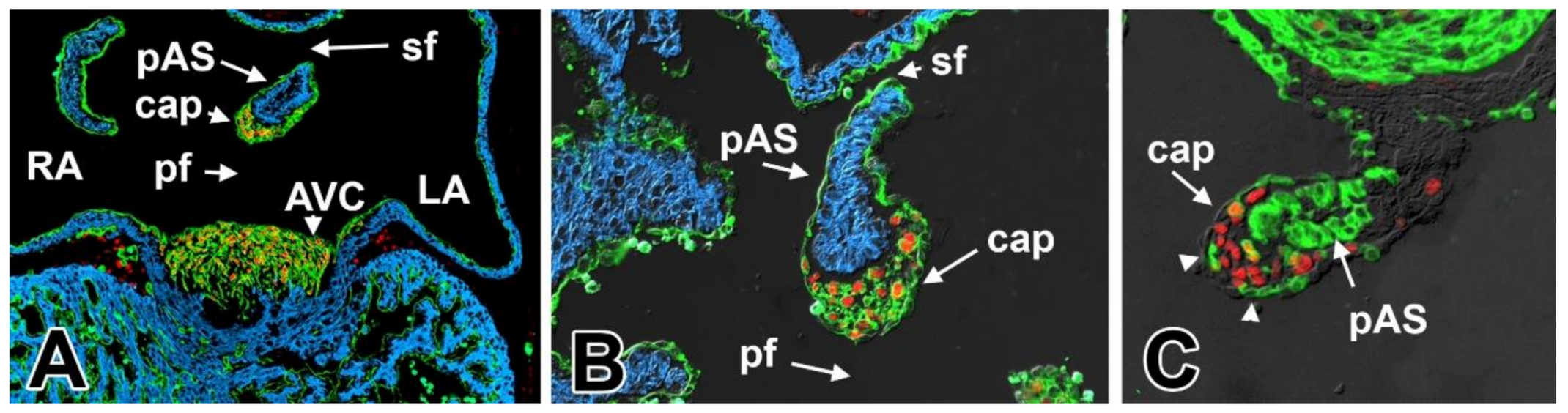 Jcdd 07 00050 g006 Jcdd 07 00050 g006