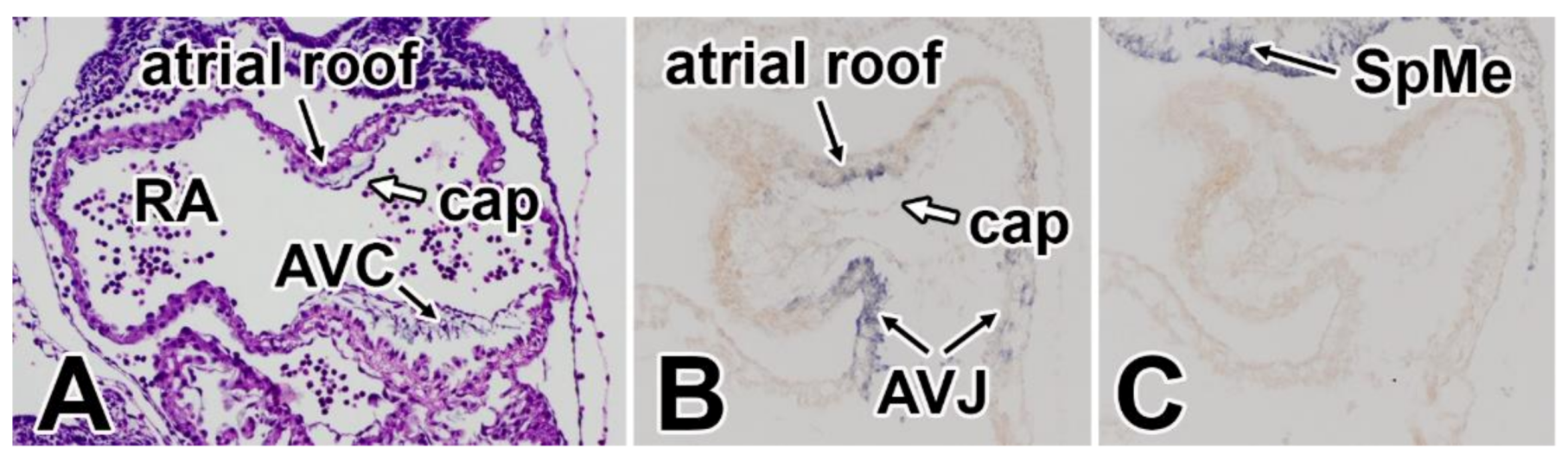 Jcdd 07 00050 g007 Jcdd 07 00050 g007