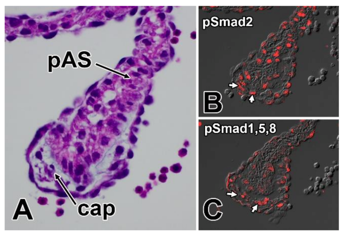 Jcdd 07 00050 g008 Jcdd 07 00050 g008