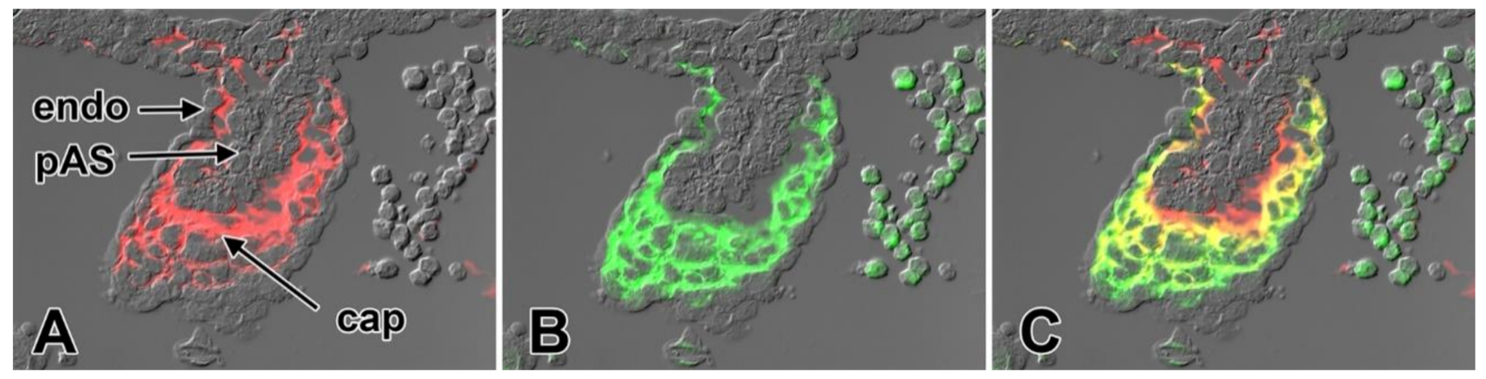 Jcdd 07 00050 g009 Jcdd 07 00050 g009