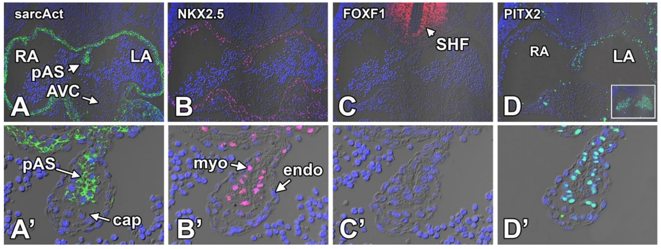 Jcdd 07 00050 g010 Jcdd 07 00050 g010