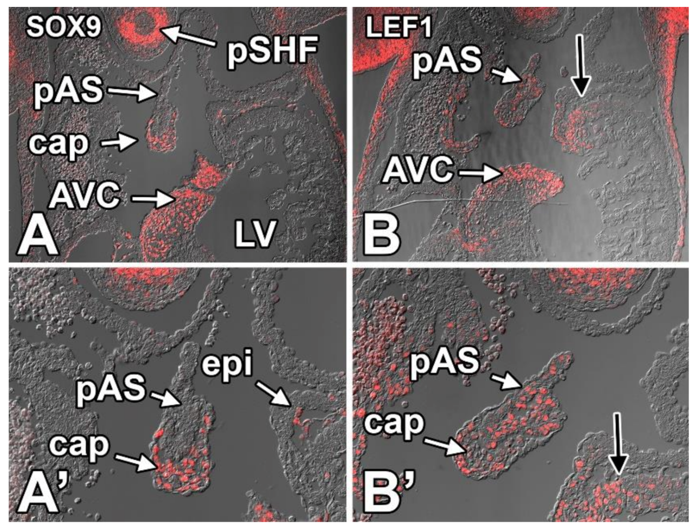 Jcdd 07 00050 g012 Jcdd 07 00050 g012