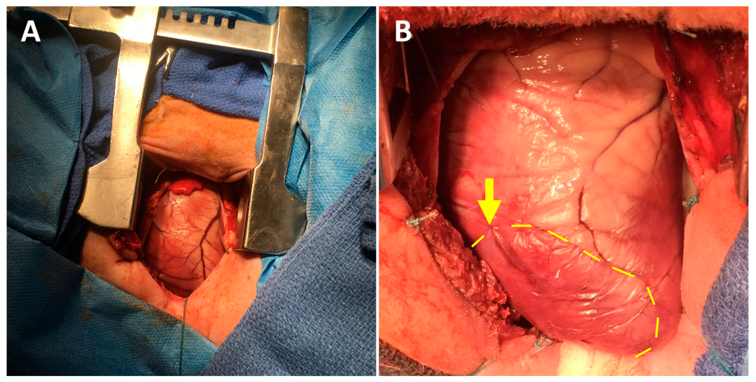 Jcdd 07 00053 g001 Jcdd 07 00053 g001