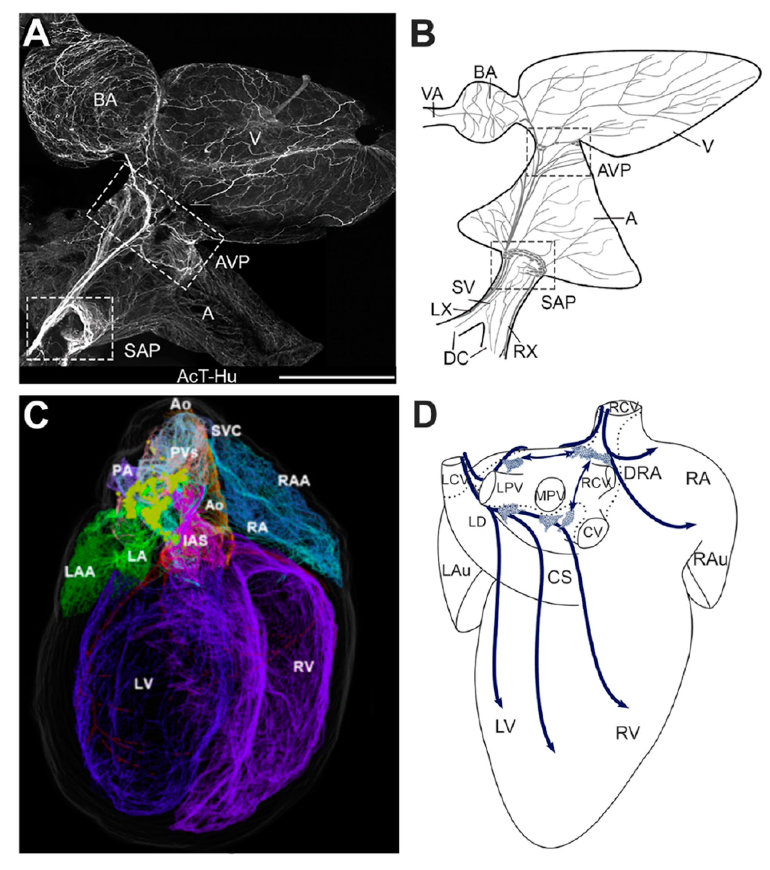 Jcdd 07 00054 g003 Jcdd 07 00054 g003