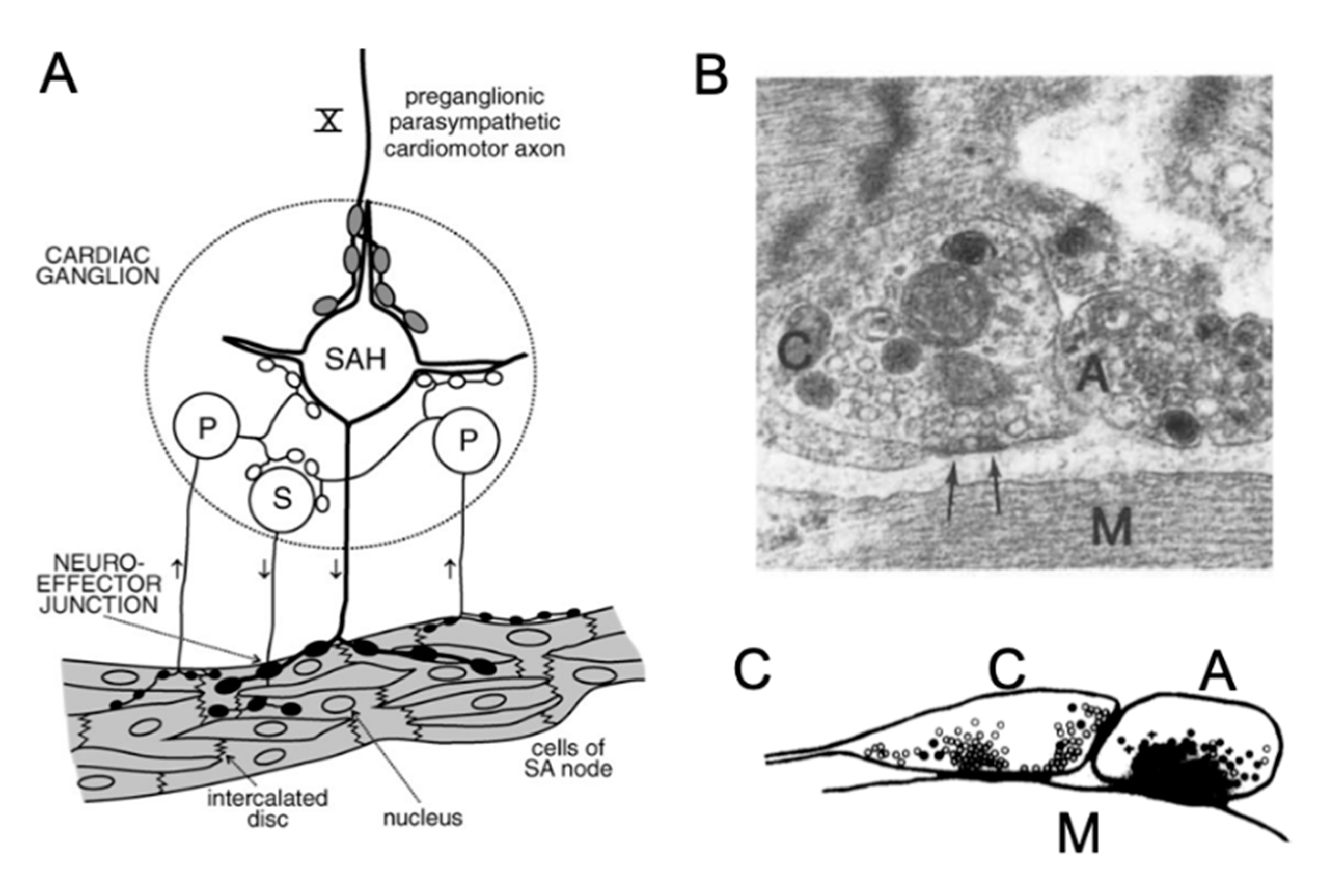 Jcdd 07 00054 g004 Jcdd 07 00054 g004