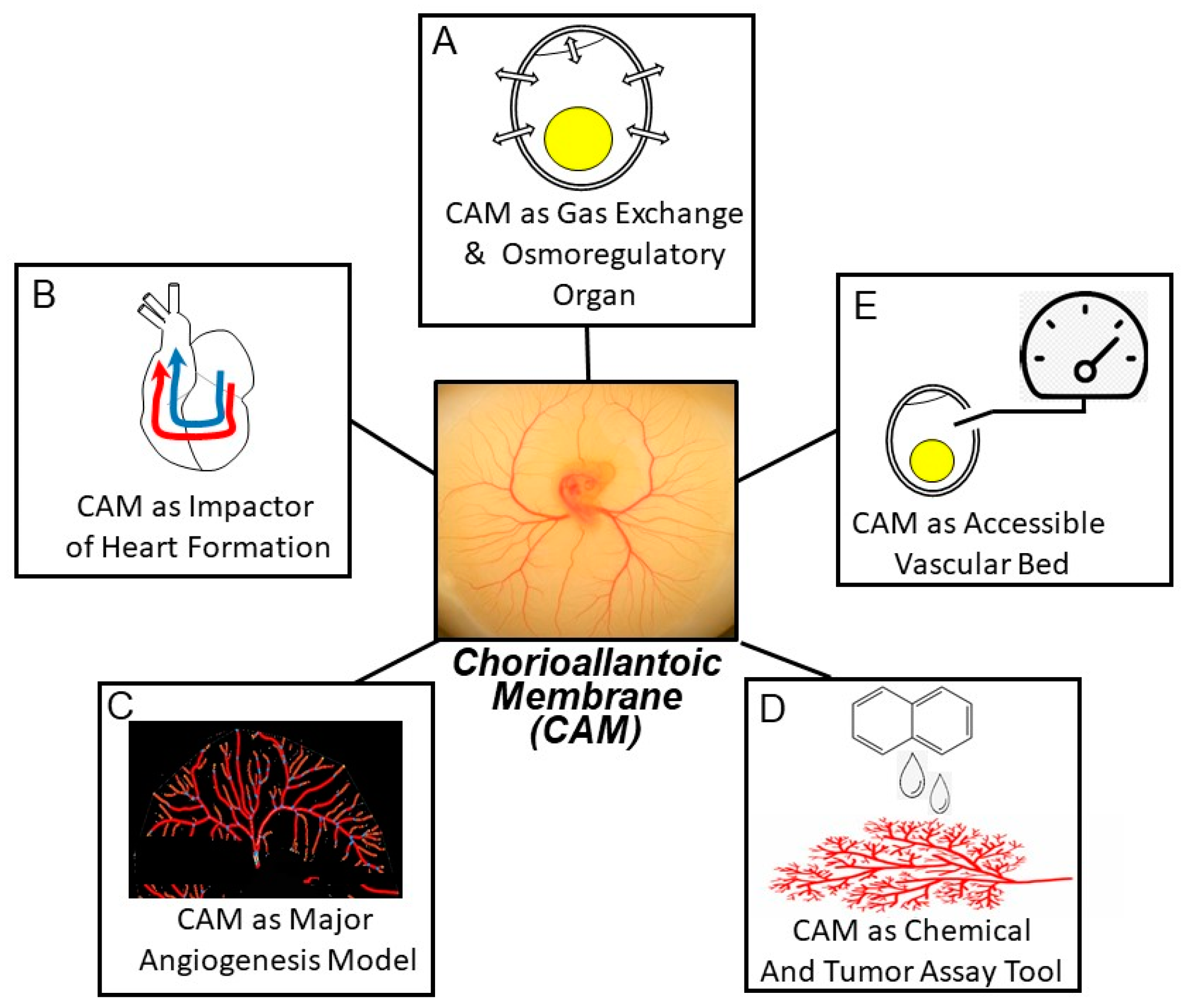 Jcdd 07 00056 g001 Jcdd 07 00056 g001