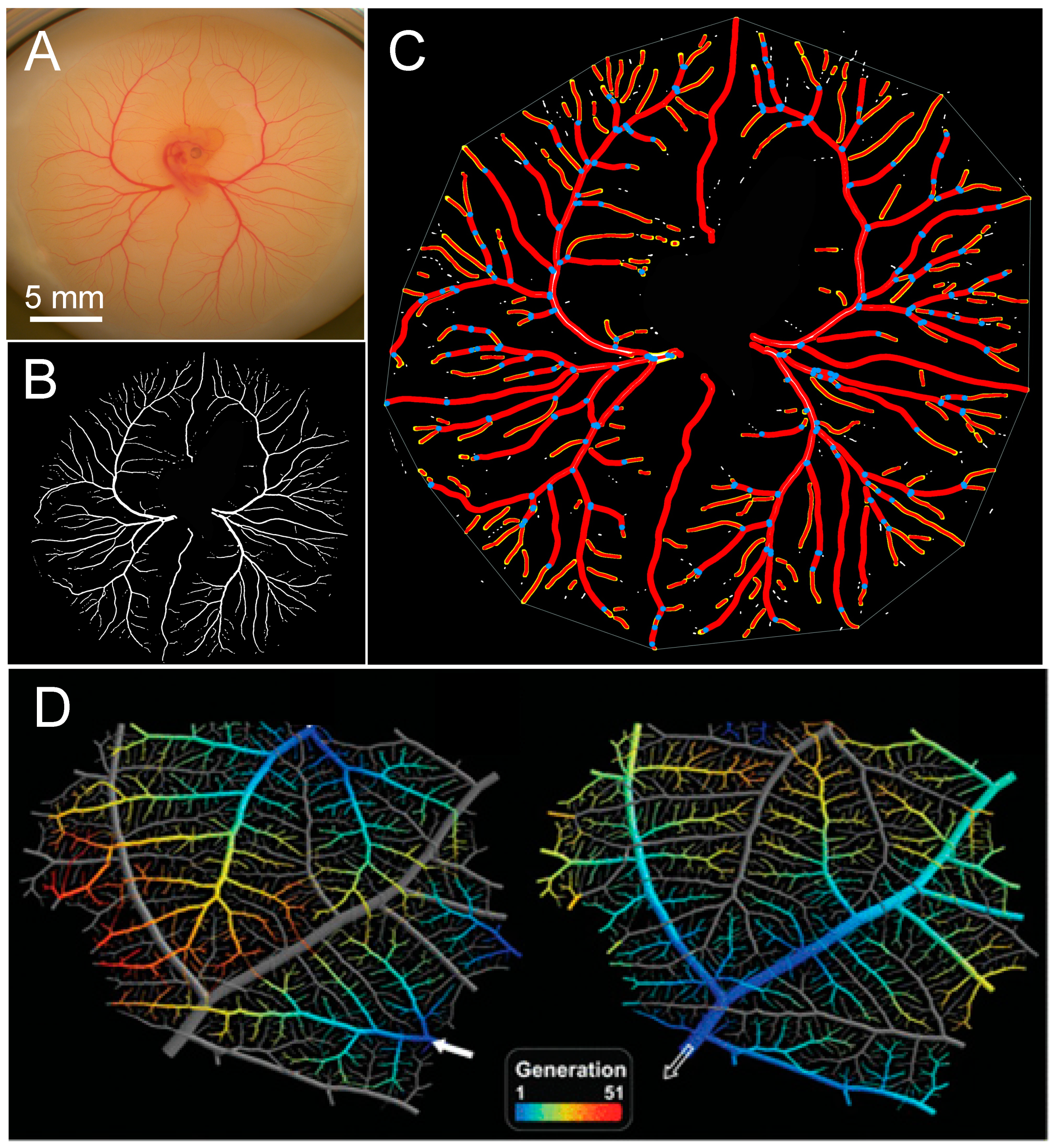 Jcdd 07 00056 g006 Jcdd 07 00056 g006