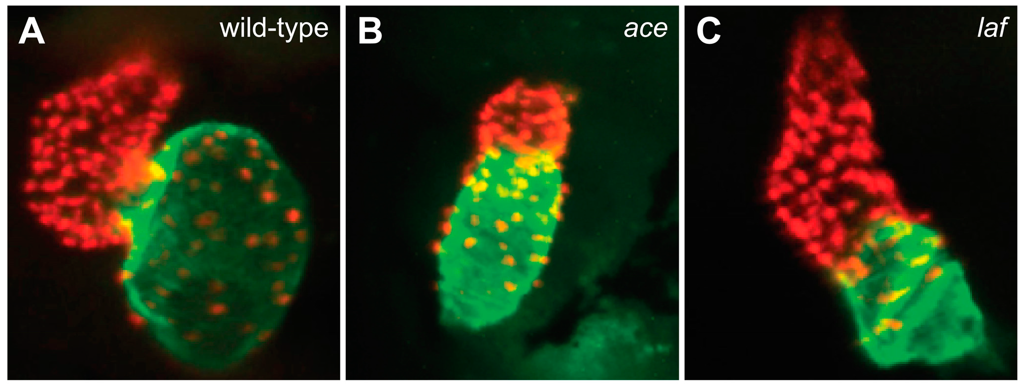 Jcdd 08 00013 g003 Jcdd 08 00013 g003