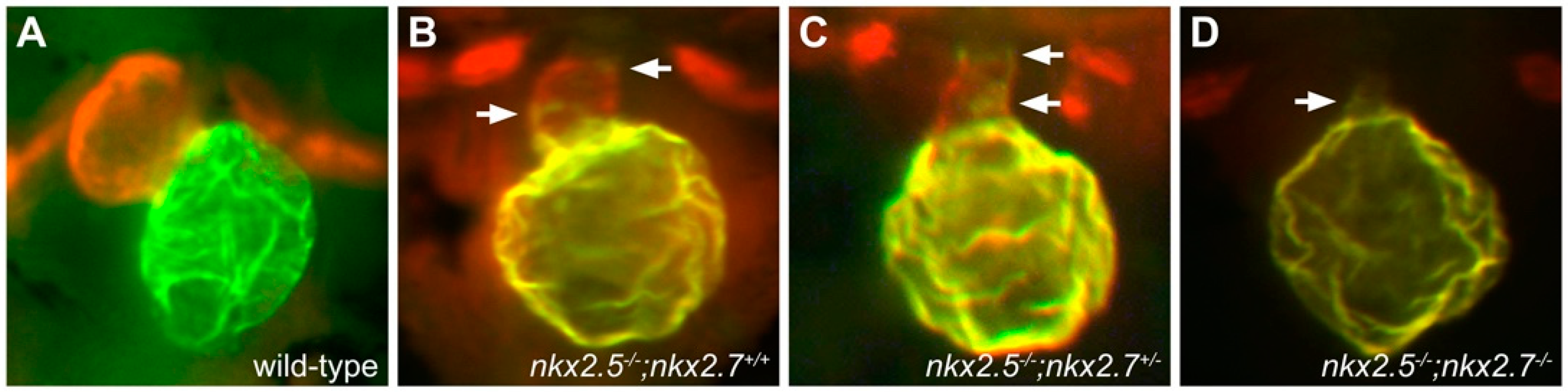 Jcdd 08 00013 g004 Jcdd 08 00013 g004