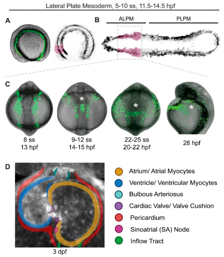 Jcdd Free Full Text From Stripes To A Beating Heart Early Cardiac Development In Zebrafish Html