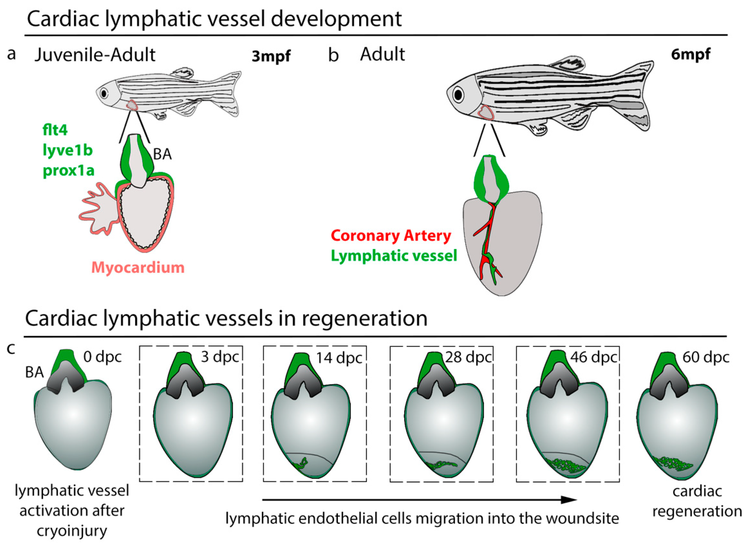 JCDD | Free Full-Text | The Lymphatic System in Zebrafish Heart
