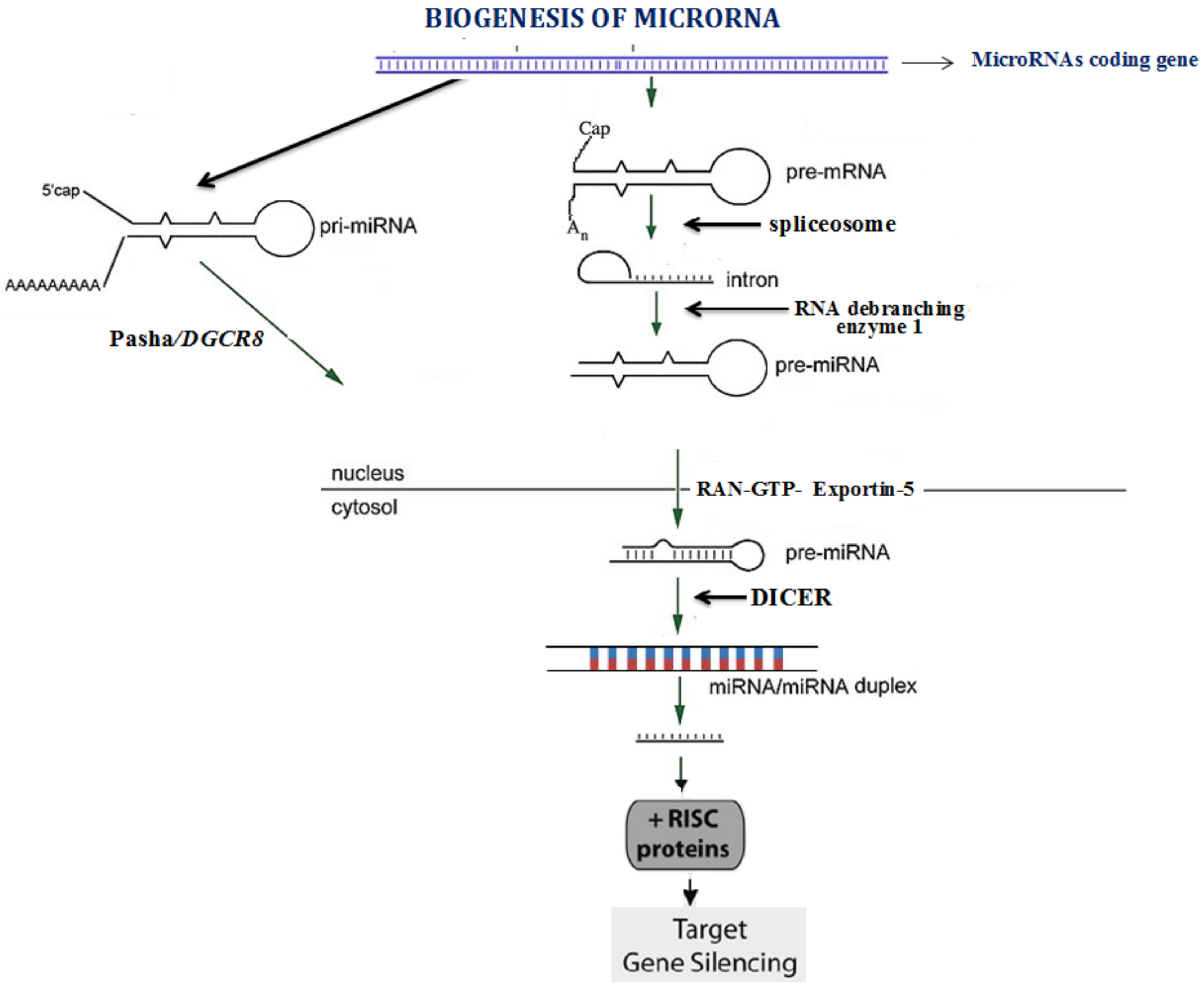 Jcdd 08 00022 g001 Jcdd 08 00022 g001