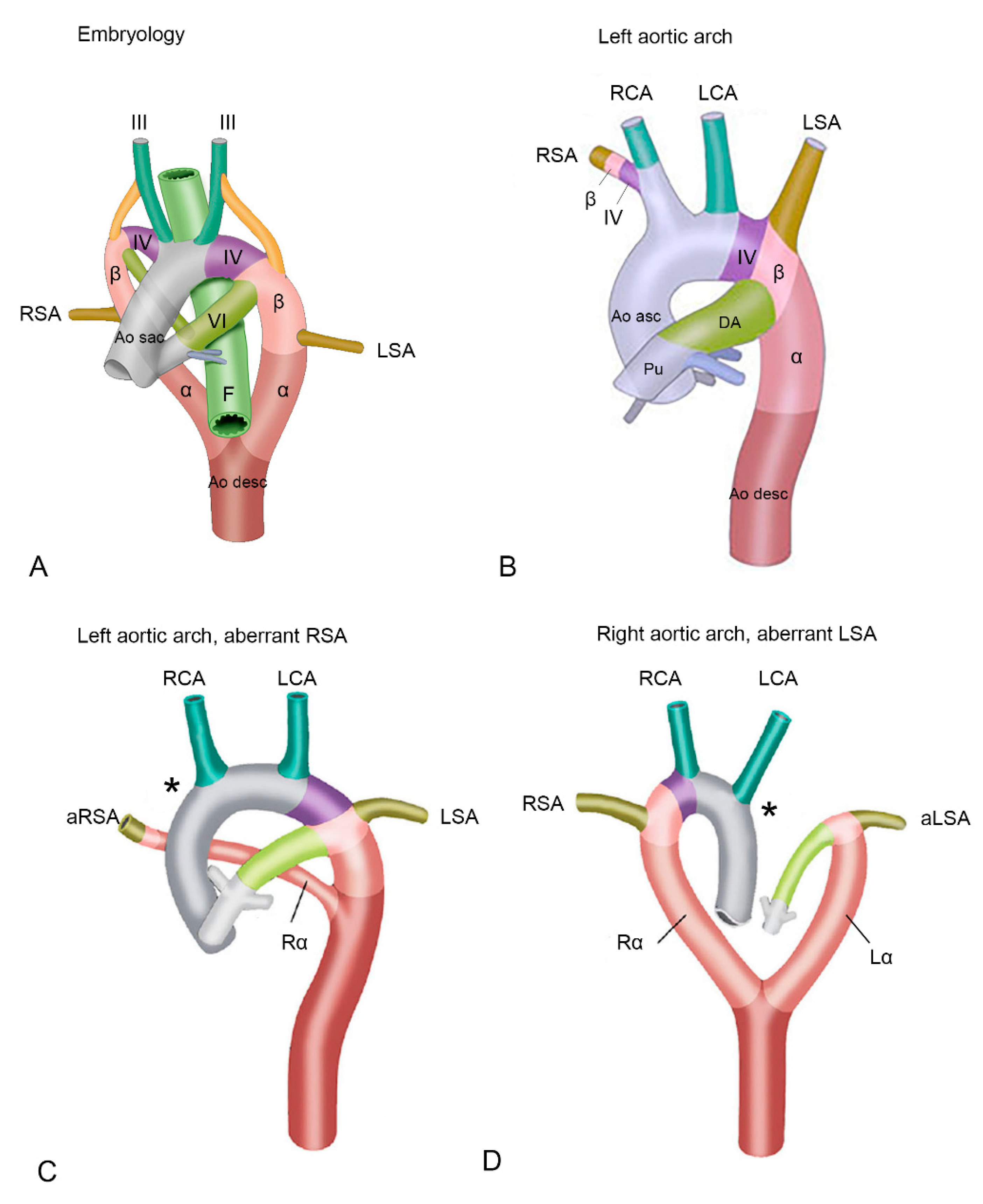 Xylem and Phloem - Plant Vascular System
