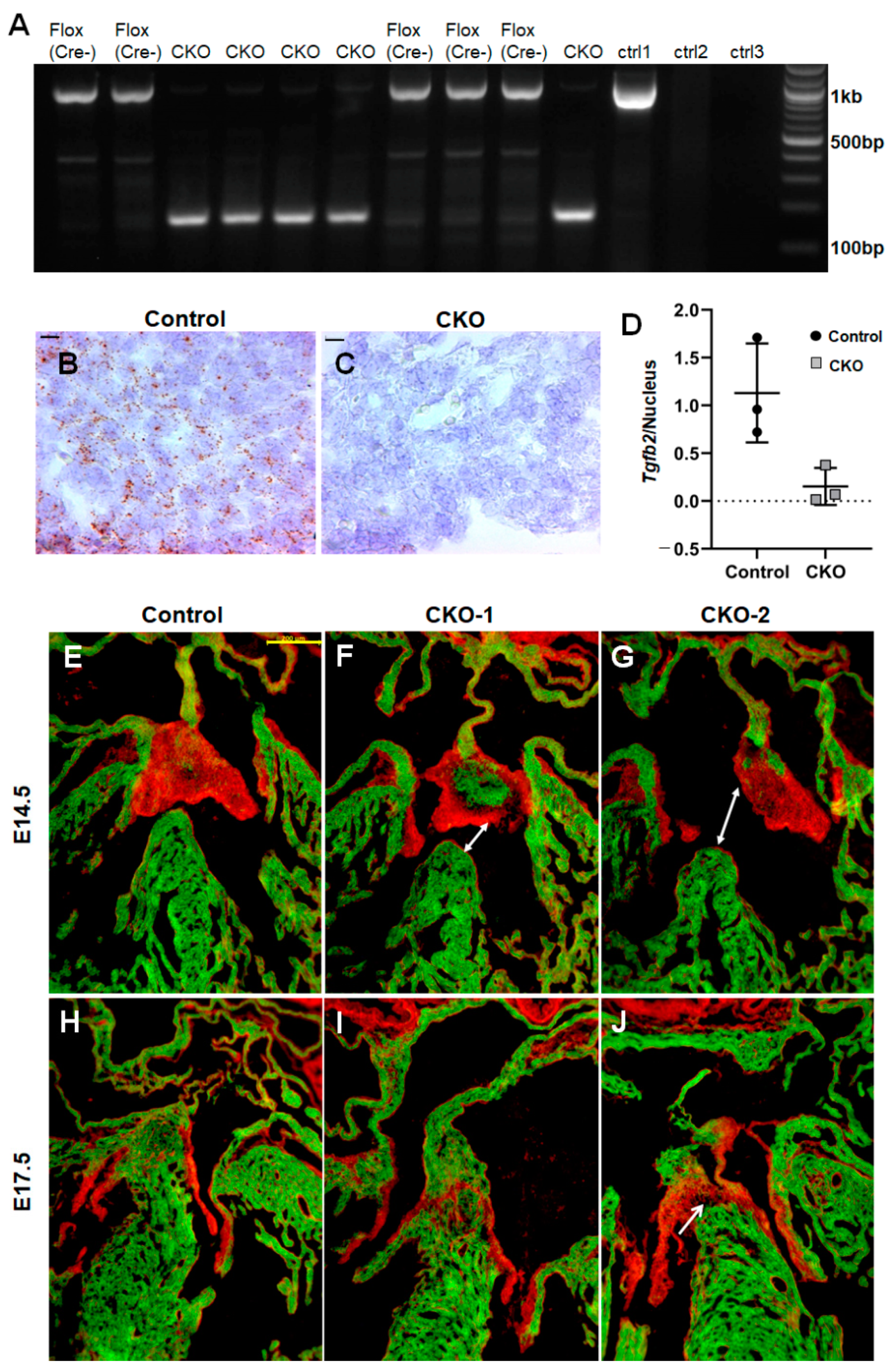 Jcdd 08 00026 g001 Jcdd 08 00026 g001