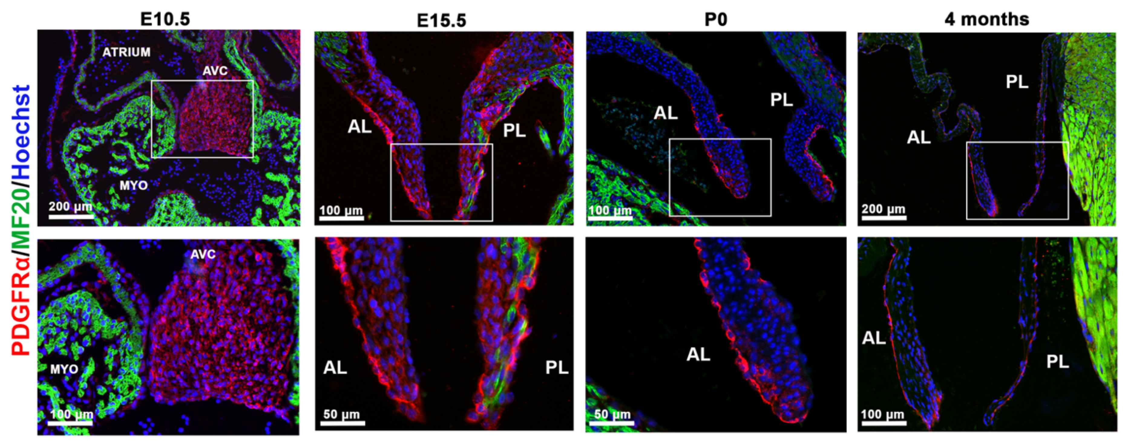 Jcdd 08 00028 g001 Jcdd 08 00028 g001