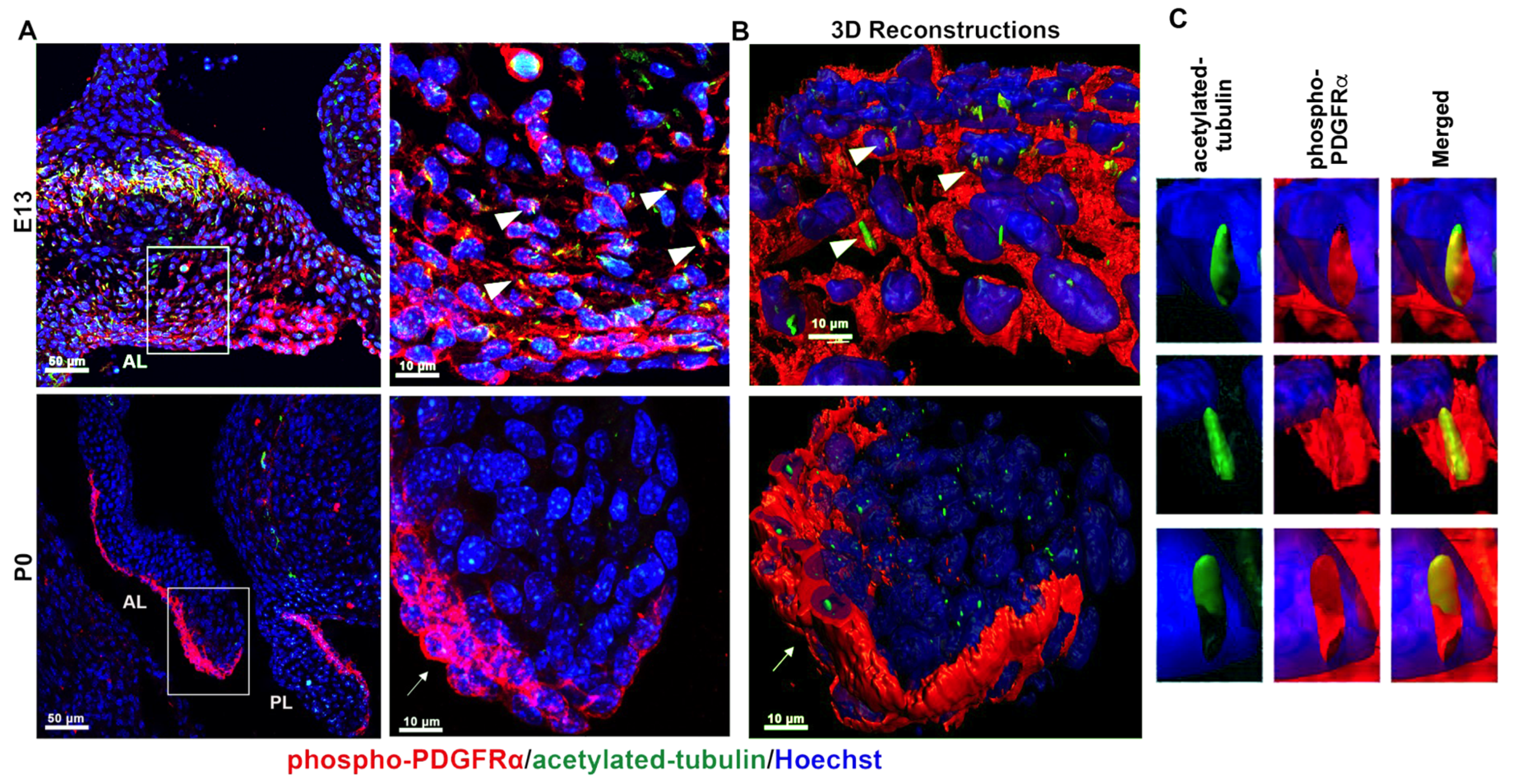 Jcdd 08 00028 g002 Jcdd 08 00028 g002