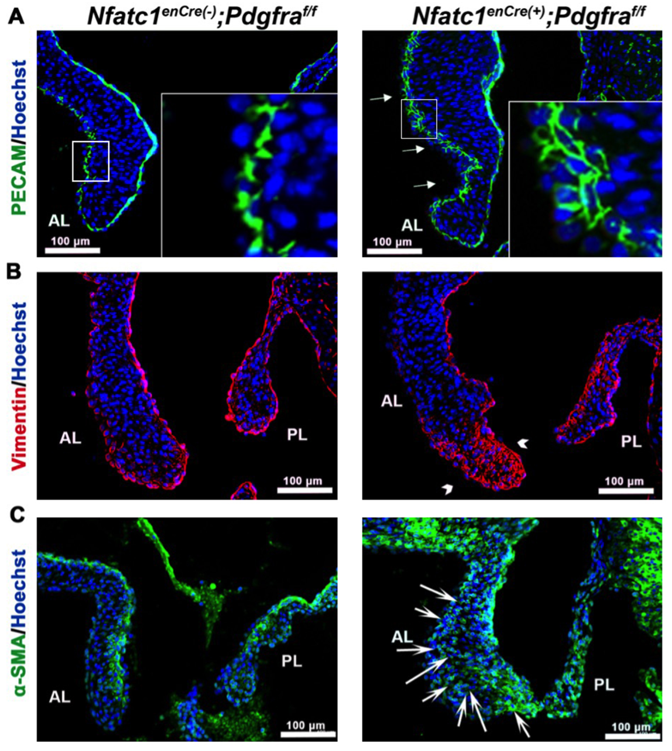 Jcdd 08 00028 g005 Jcdd 08 00028 g005