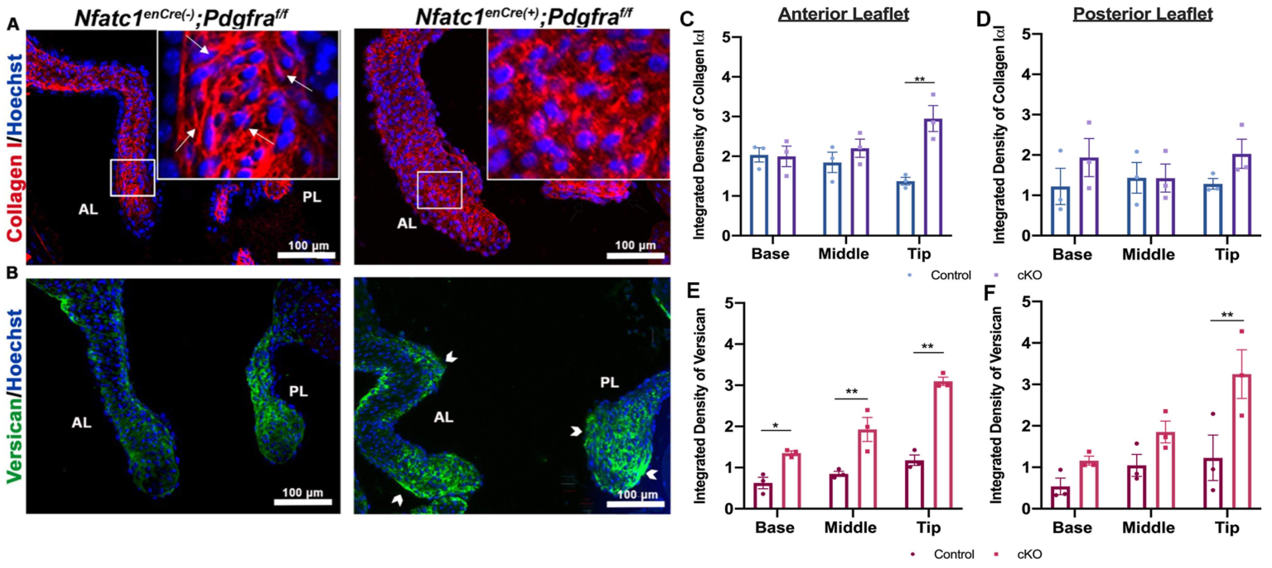 Jcdd 08 00028 g007 Jcdd 08 00028 g007