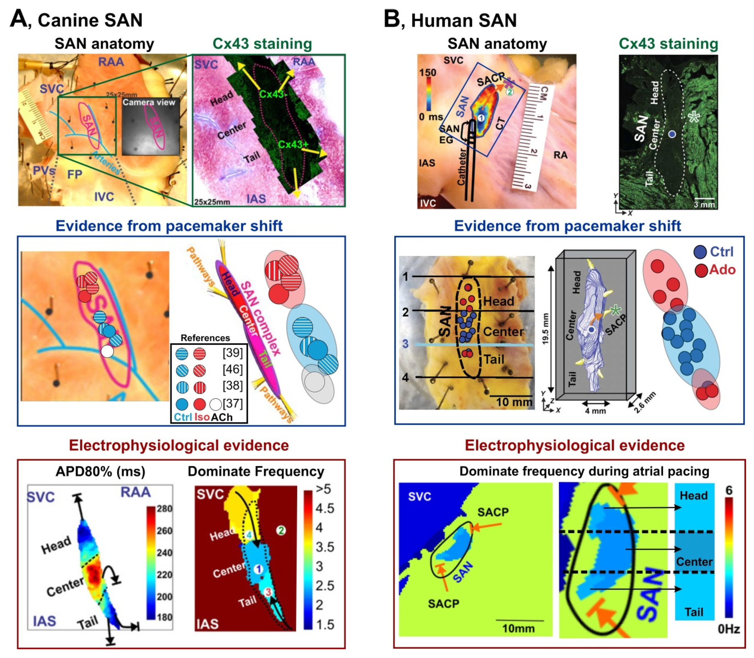 Jcdd 08 00043 g002 Jcdd 08 00043 g002