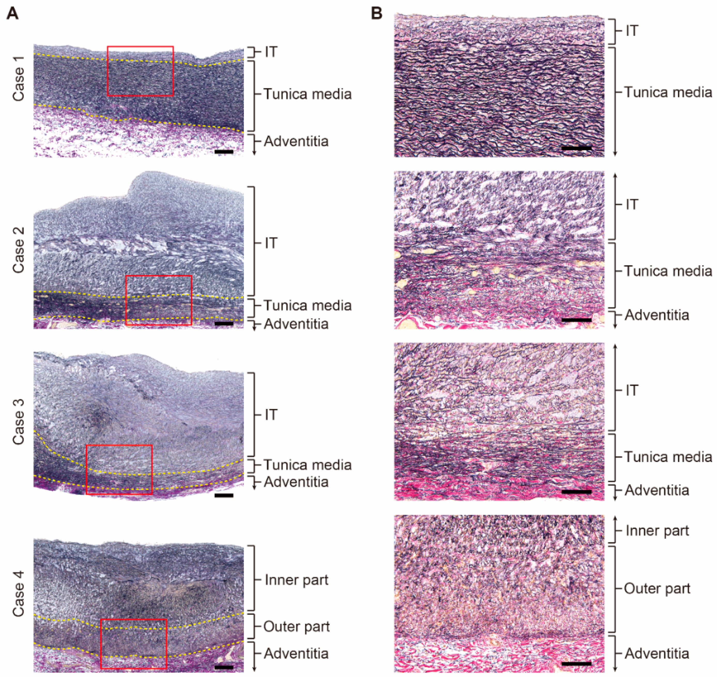 Jcdd 08 00045 g001 Jcdd 08 00045 g001
