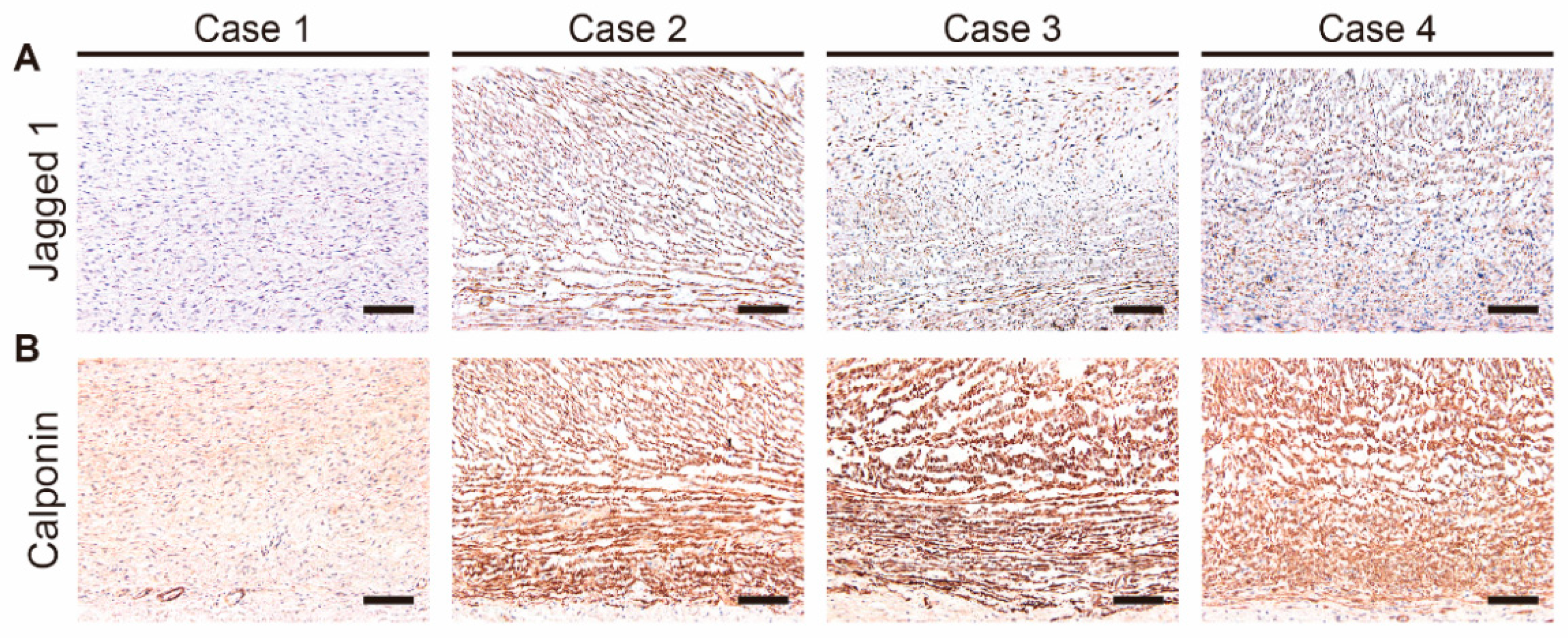 Jcdd 08 00045 g005 Jcdd 08 00045 g005