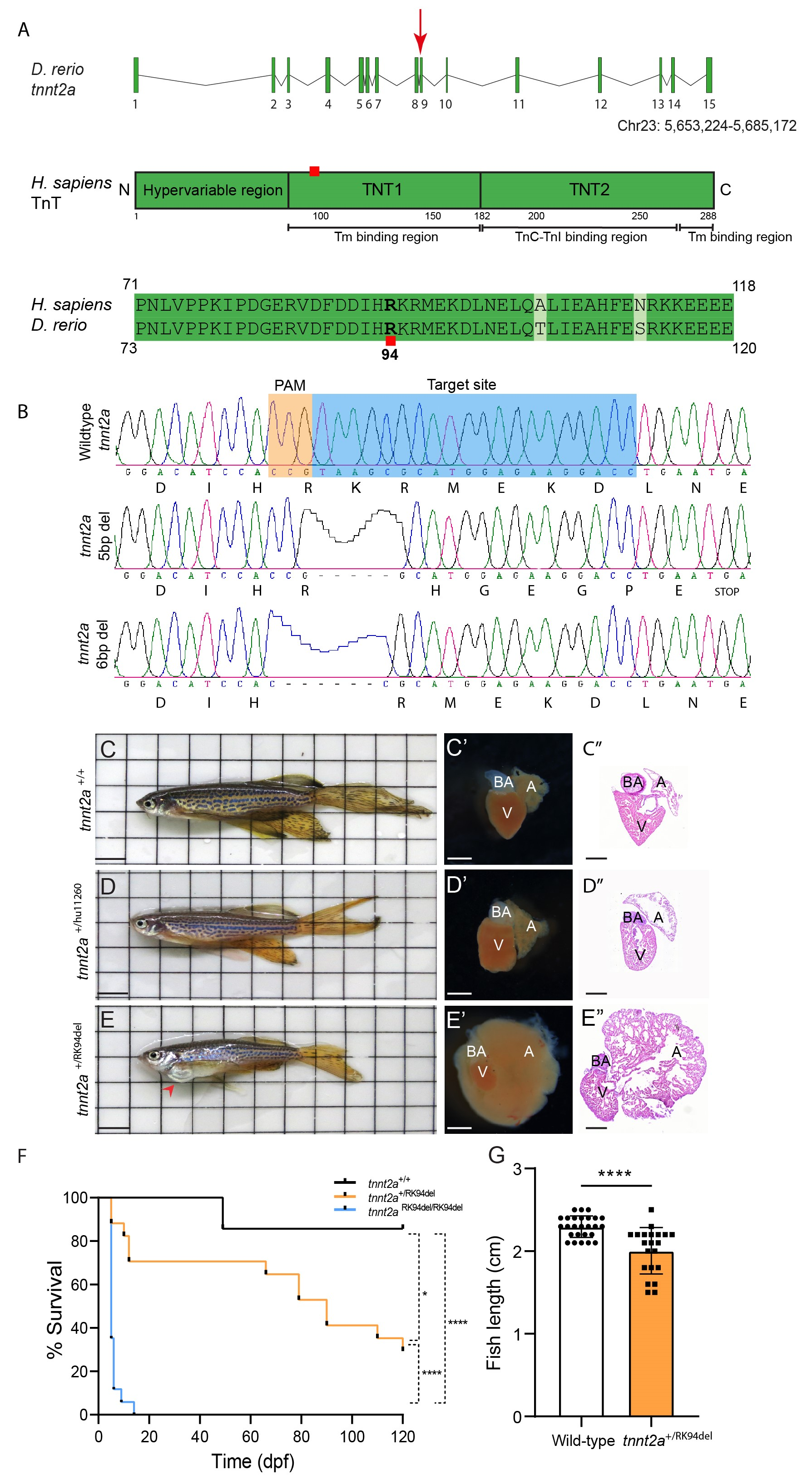 Jcdd 08 00046 g001 Jcdd 08 00046 g001