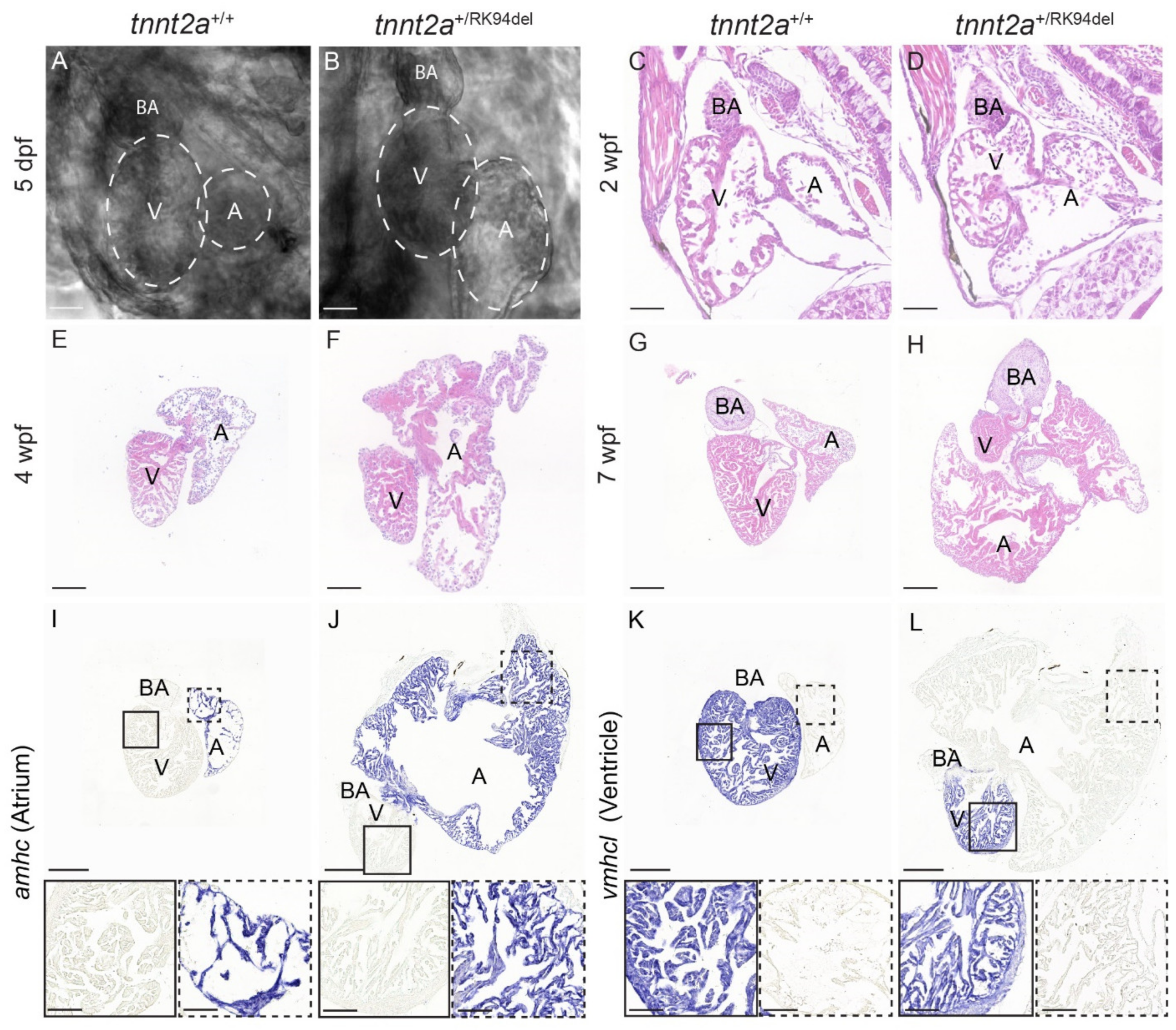 Jcdd 08 00046 g002 Jcdd 08 00046 g002