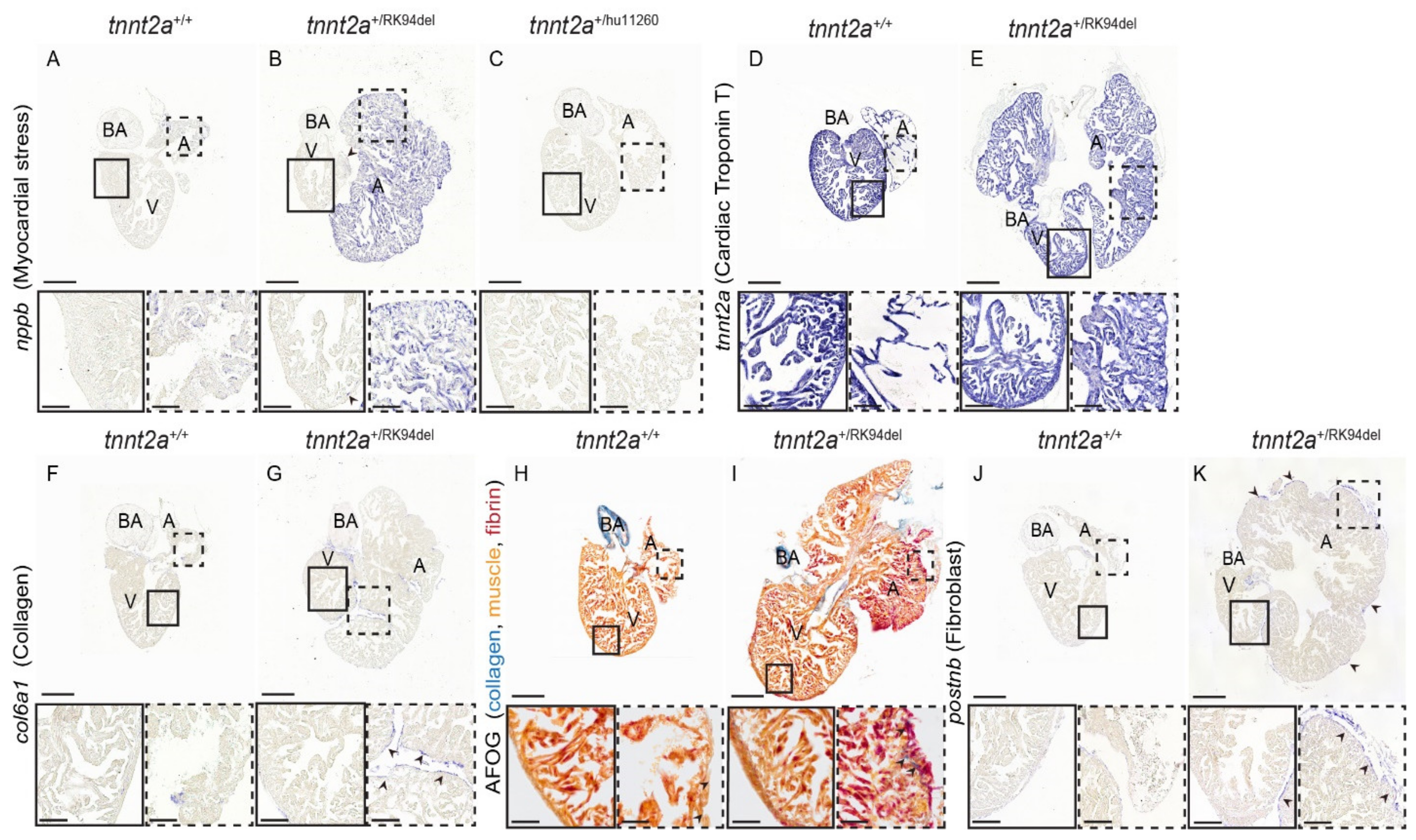 Jcdd 08 00046 g003 Jcdd 08 00046 g003