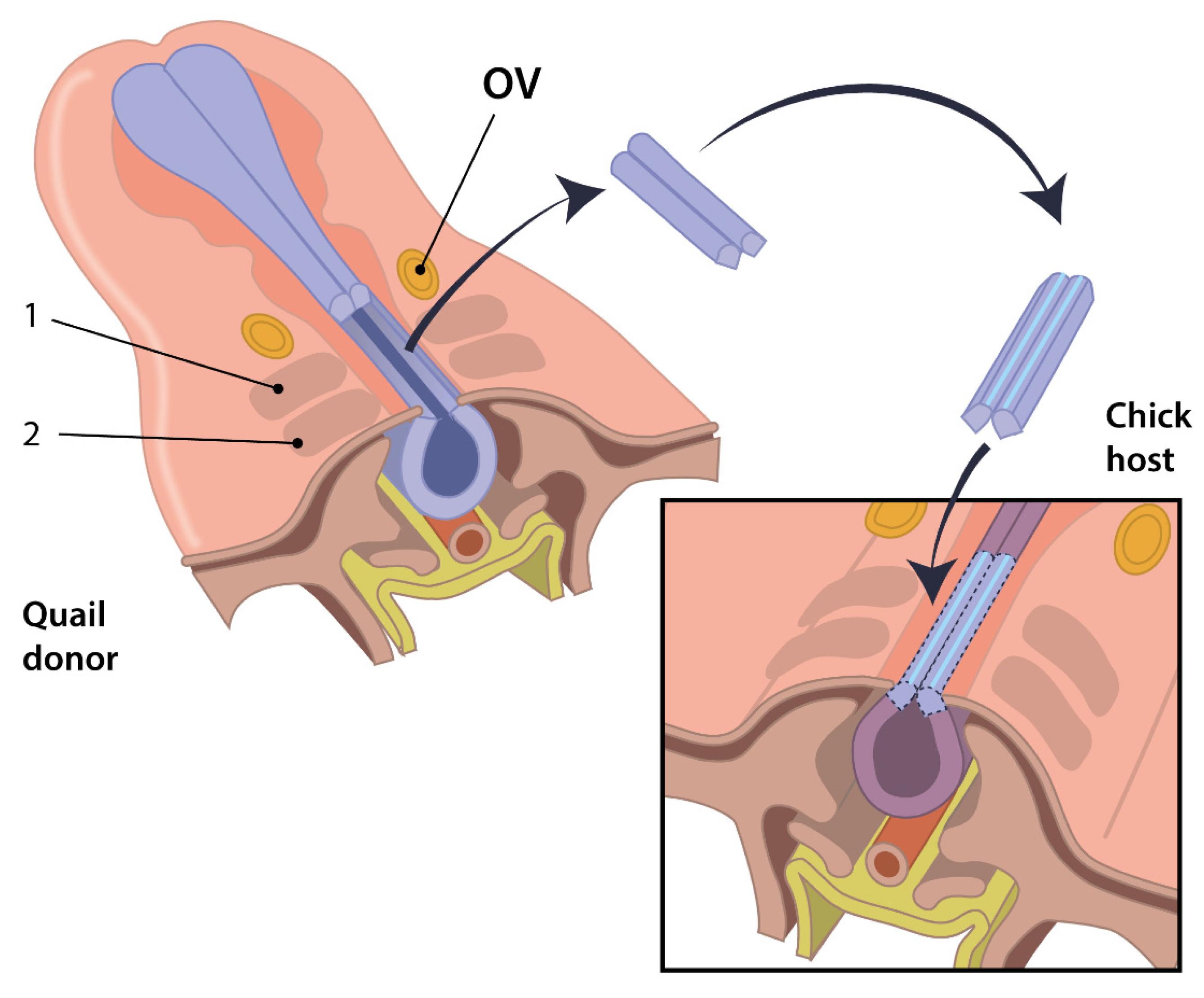 Jcdd 08 00047 g002 Jcdd 08 00047 g002