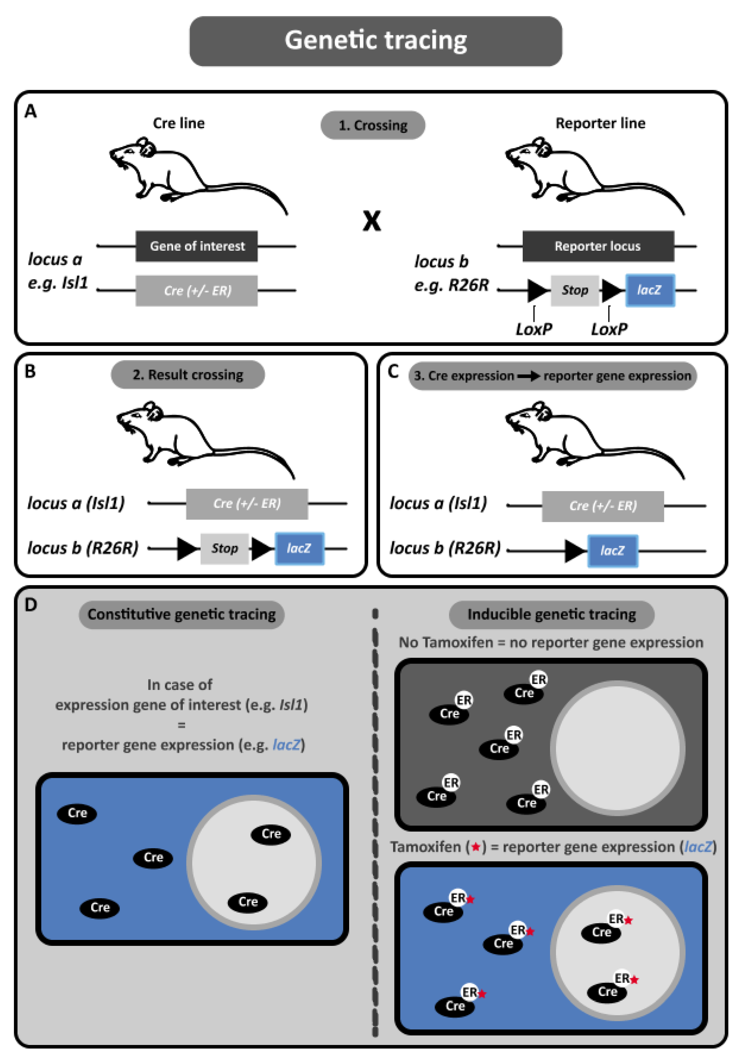 Jcdd 08 00047 g003 Jcdd 08 00047 g003