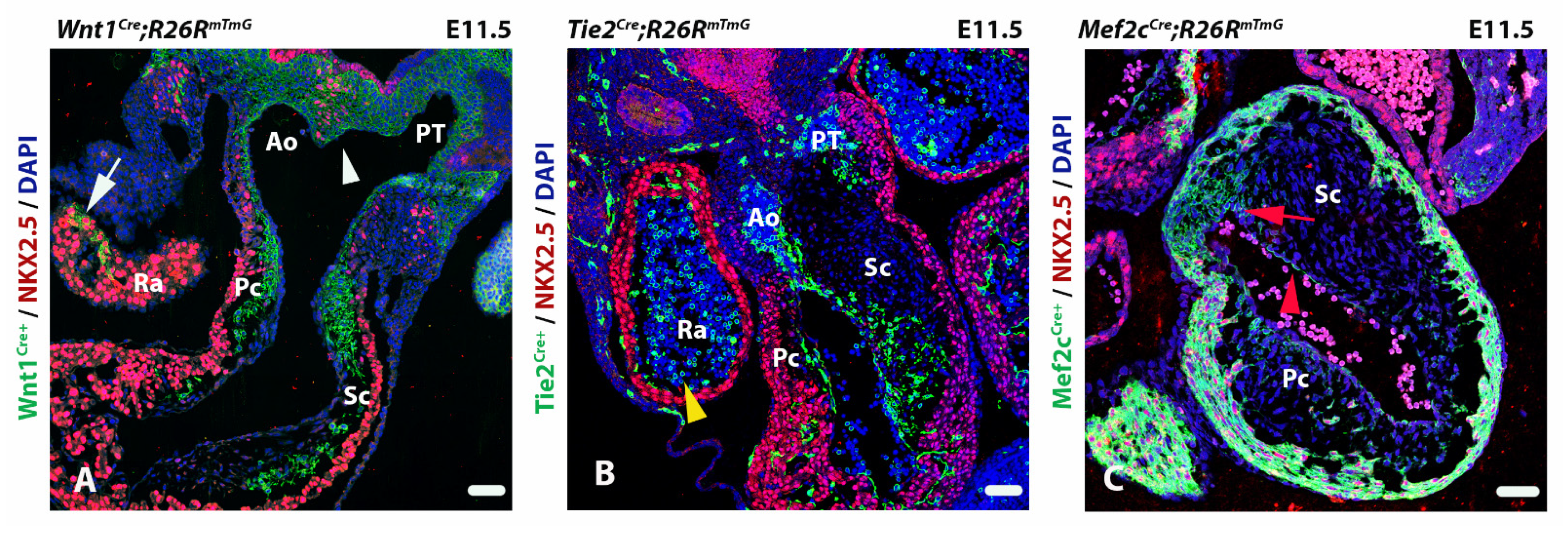 Jcdd 08 00047 g004 Jcdd 08 00047 g004