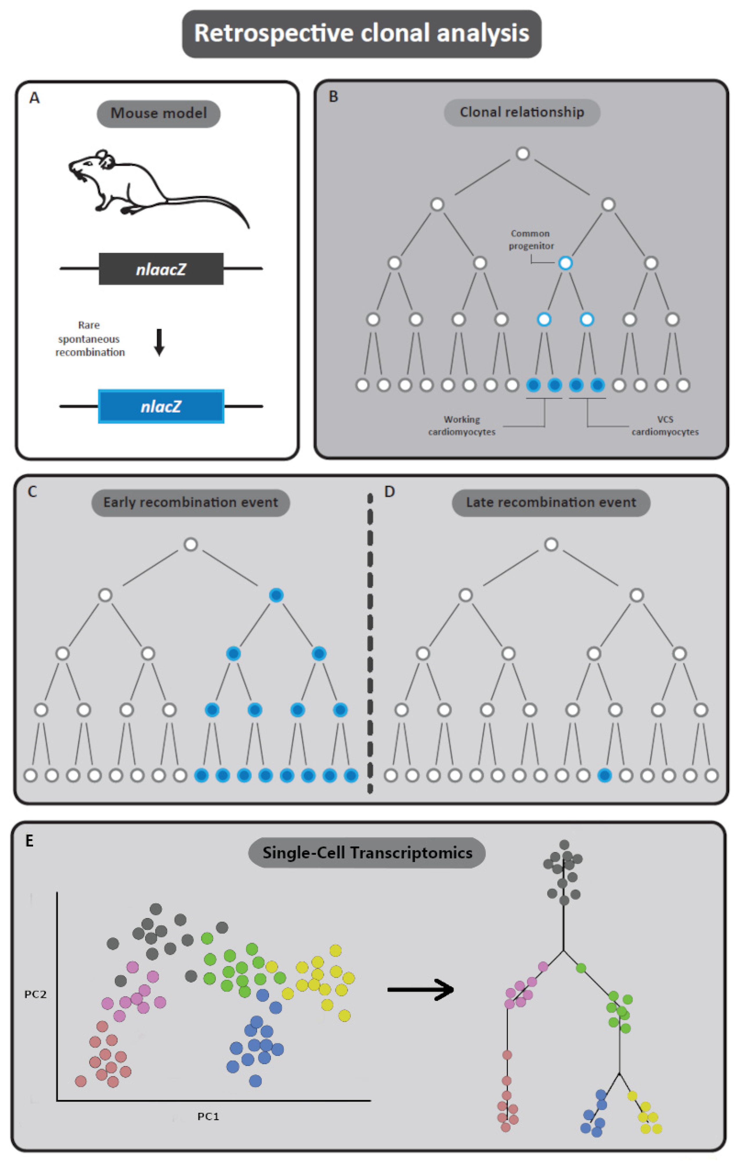 Jcdd 08 00047 g005 Jcdd 08 00047 g005