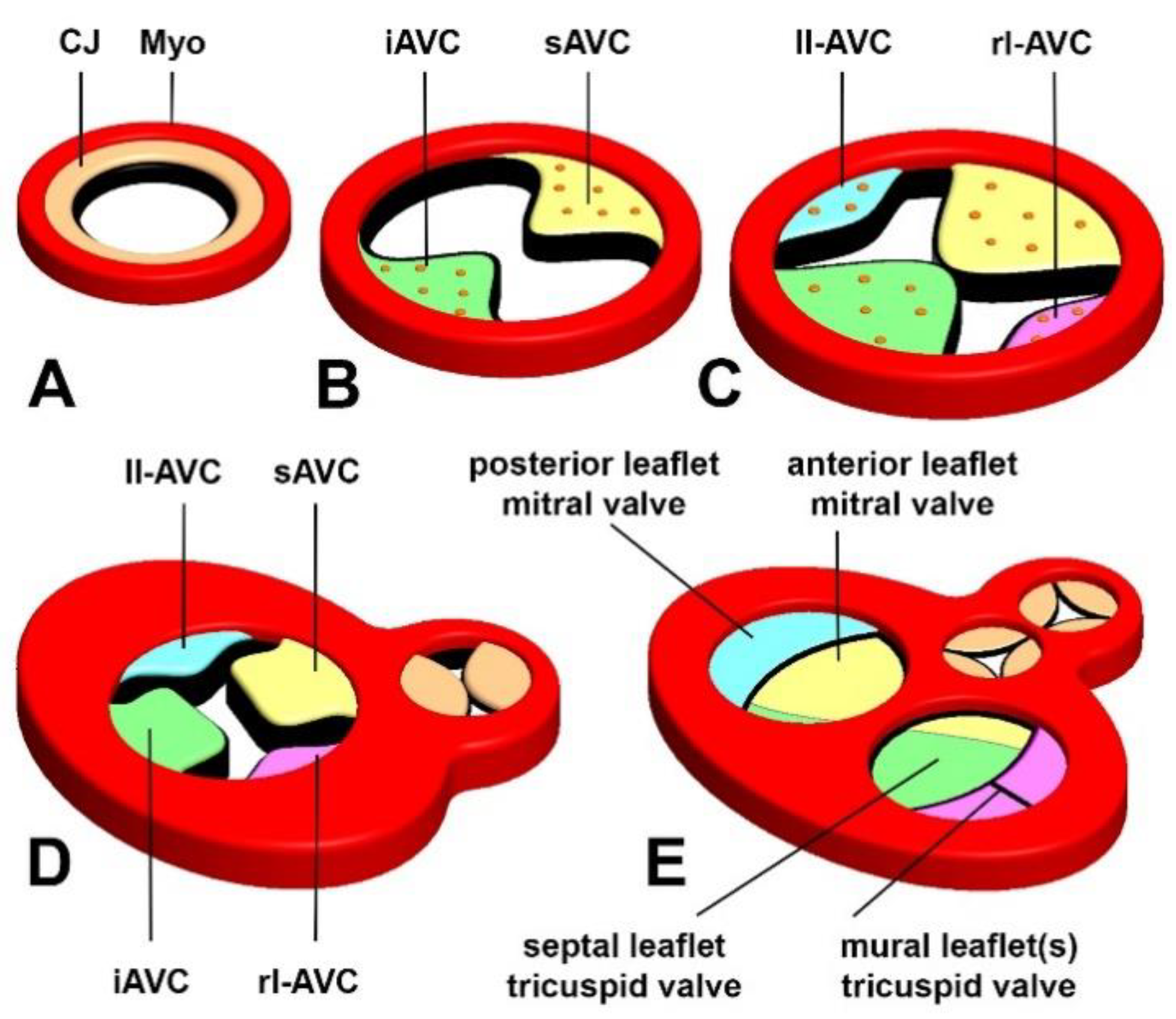 JCDD | Free Full-Text | Role of the Epicardium in the Development of the  Atrioventricular Valves and Its Relevance to the Pathogenesis of Myxomatous  Valve Disease