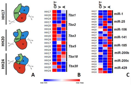 Temporally Regulated and Tissue-Specific Gene Manipulations in the