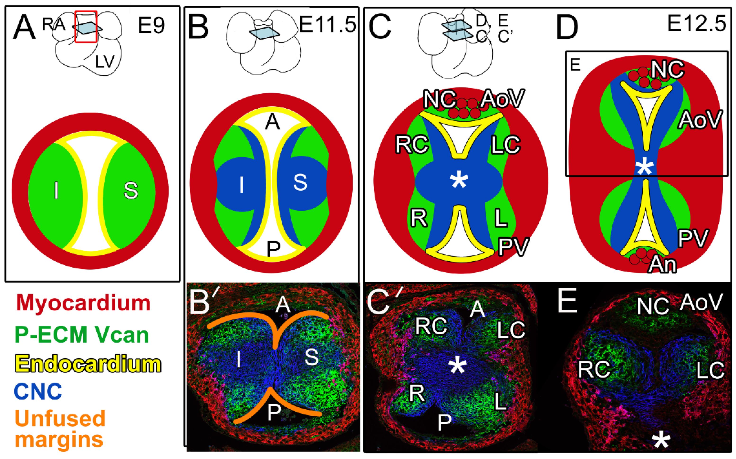 Jcdd 08 00092 g001 Jcdd 08 00092 g001